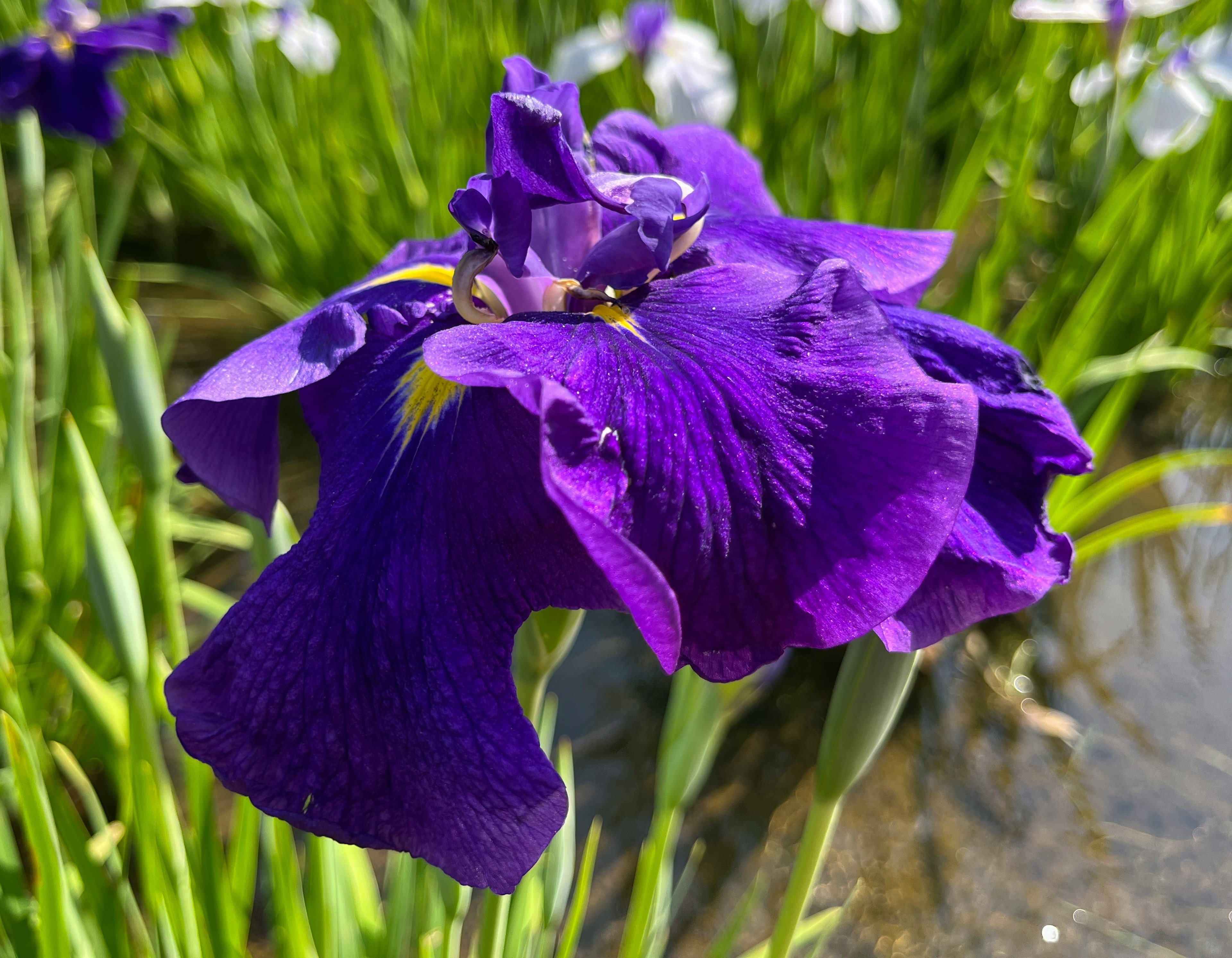 紫色の花びらを持つアイリスの花が水辺に咲いている