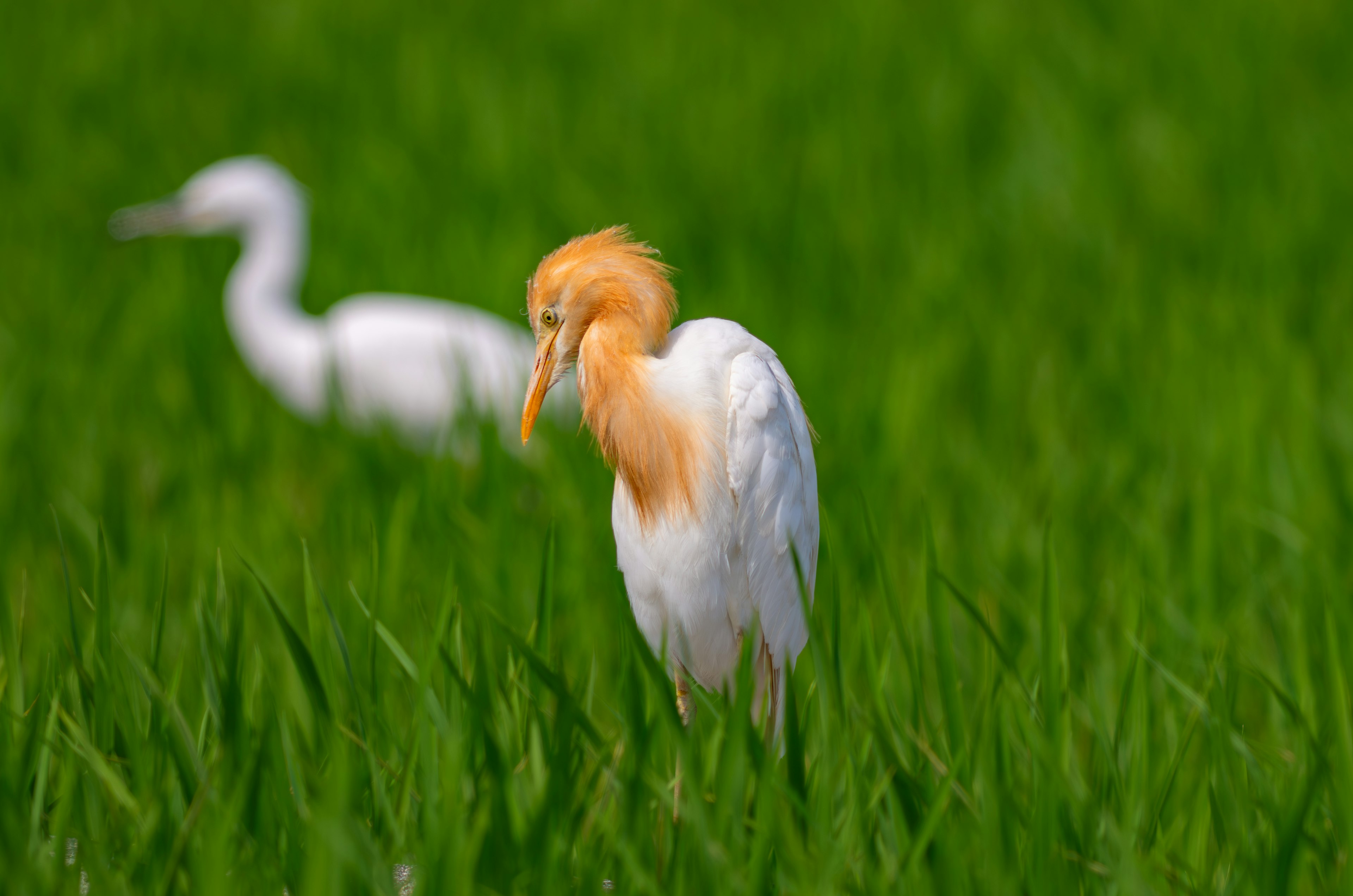 Ein weißer Vogel mit orangefarbener Kopf steht in grünen Reisfeldern mit einem weiteren weißen Vogel im Hintergrund