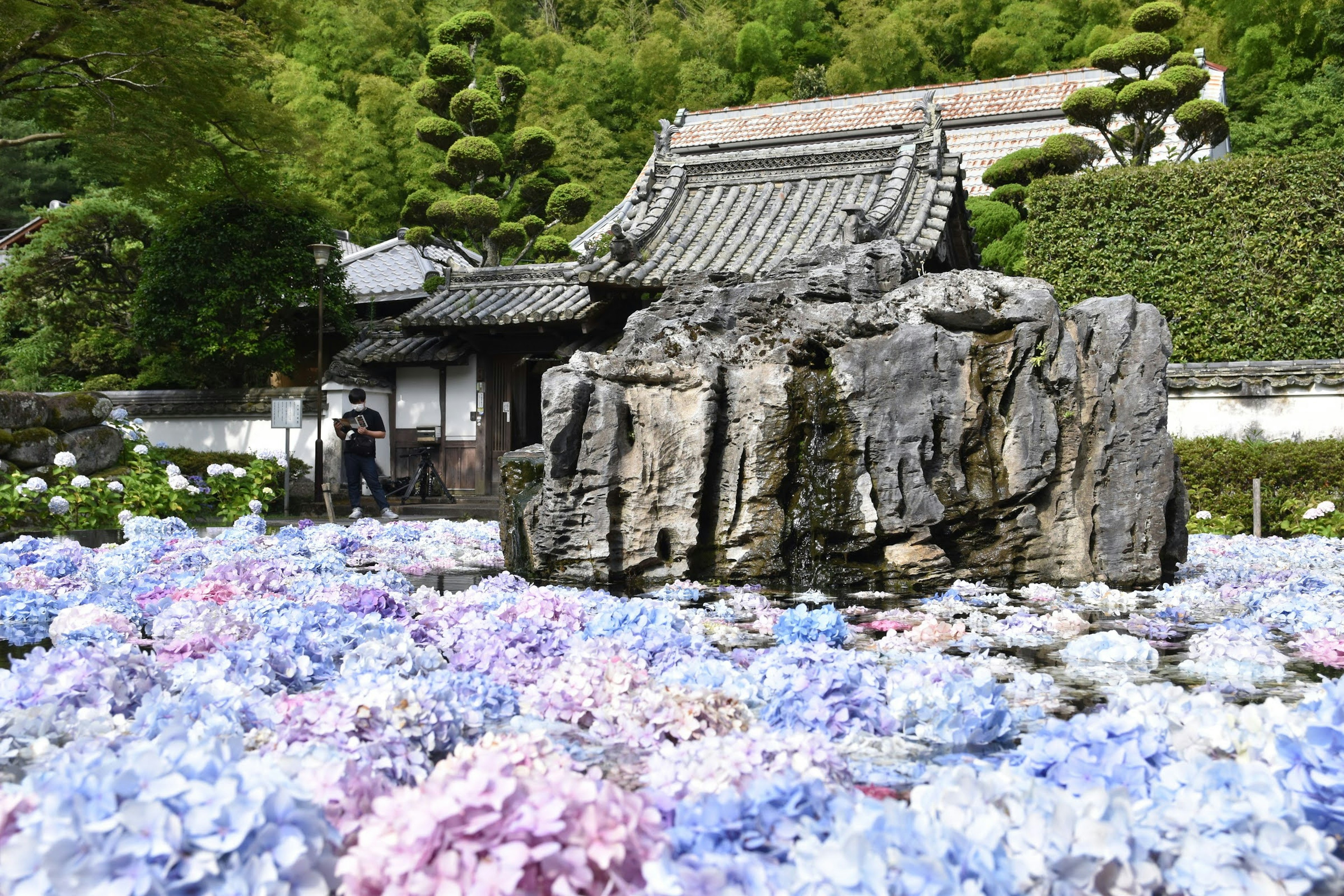 Vista escénica de un edificio japonés tradicional rodeado de hortensias coloridas