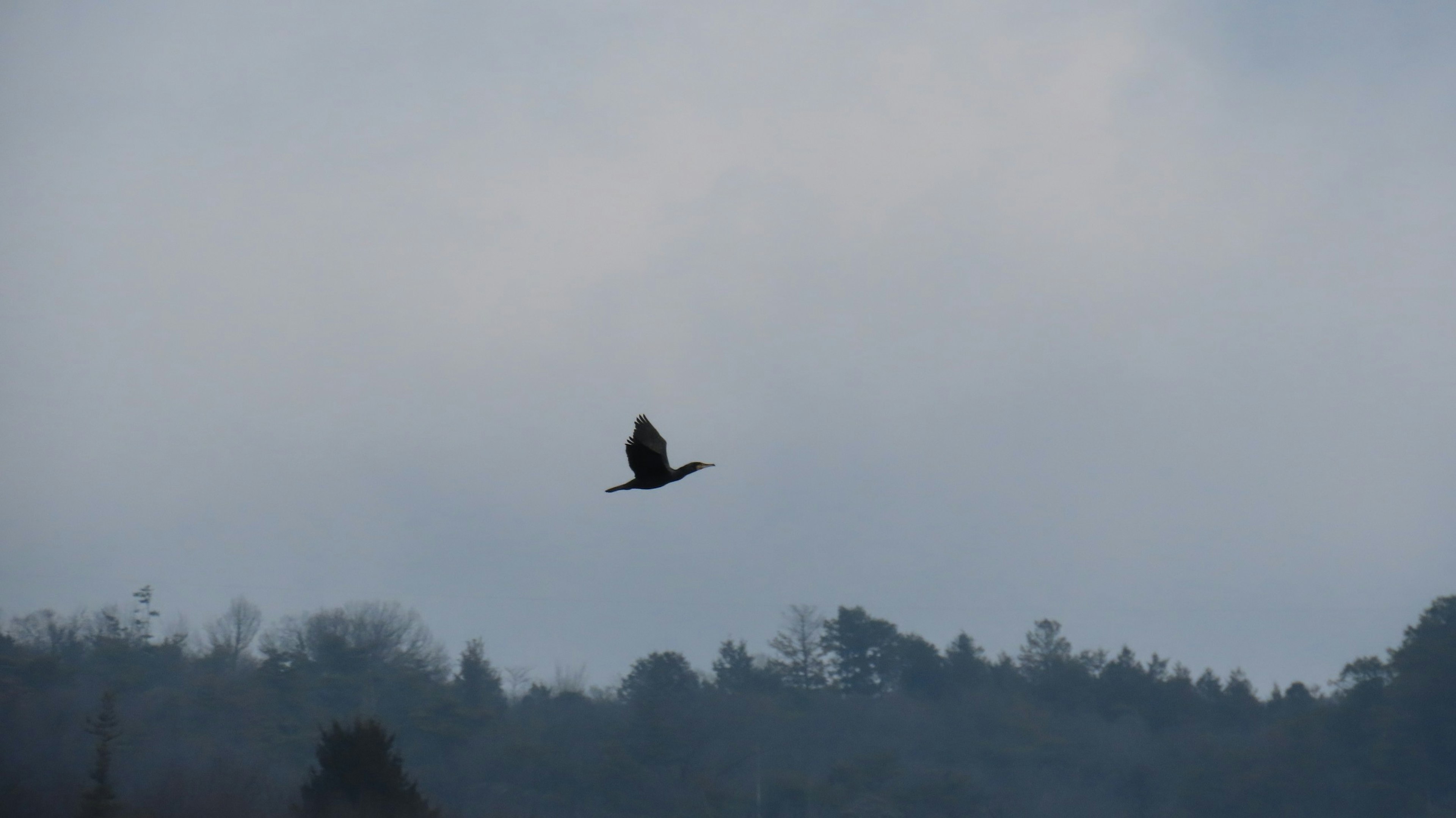 A bird flying against a misty mountain backdrop