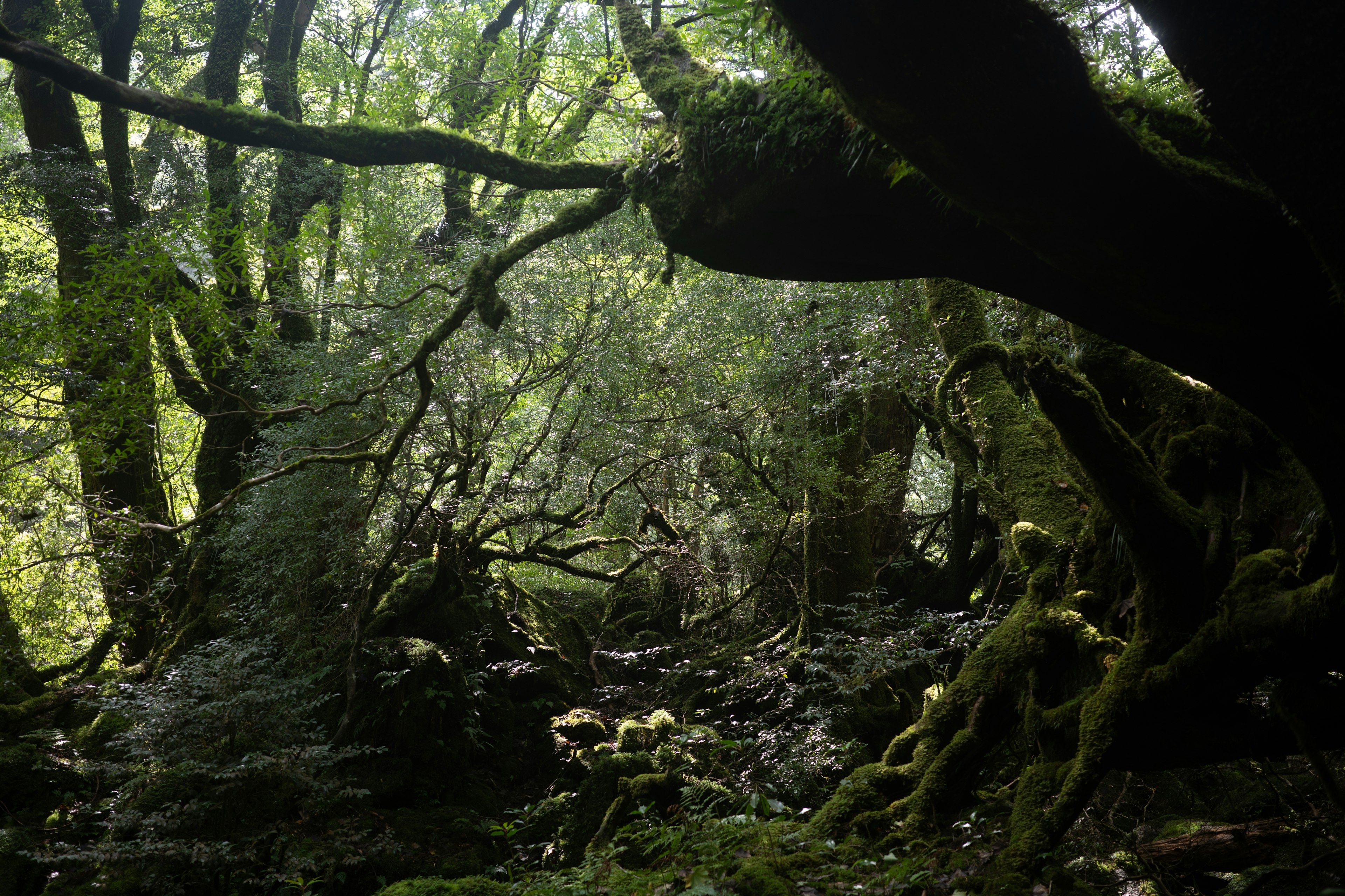 深い緑の森の景色 古い木と苔に覆われた岩