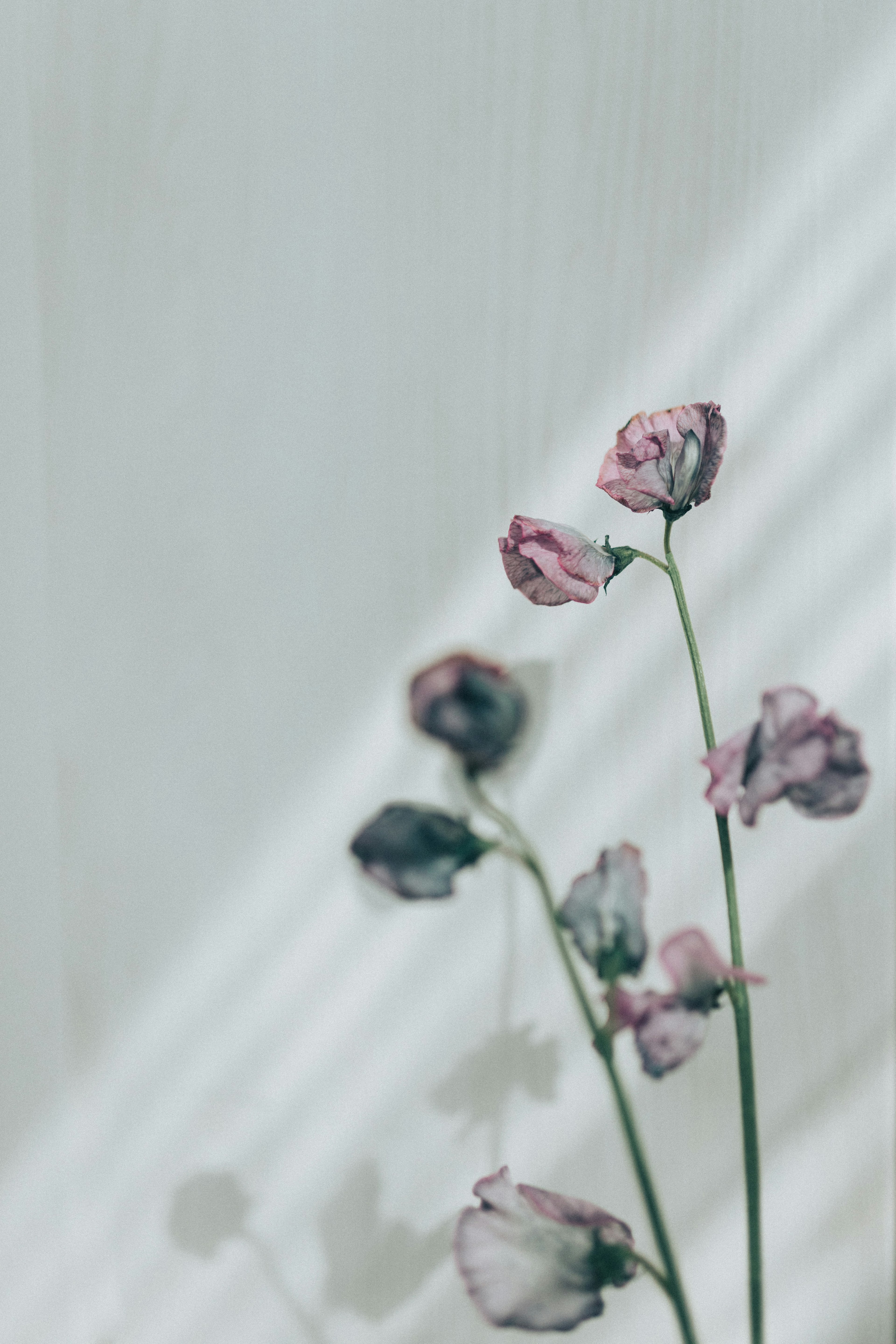 Zarte rosa Blumen sanft beleuchtet vor einem strukturierten Hintergrund