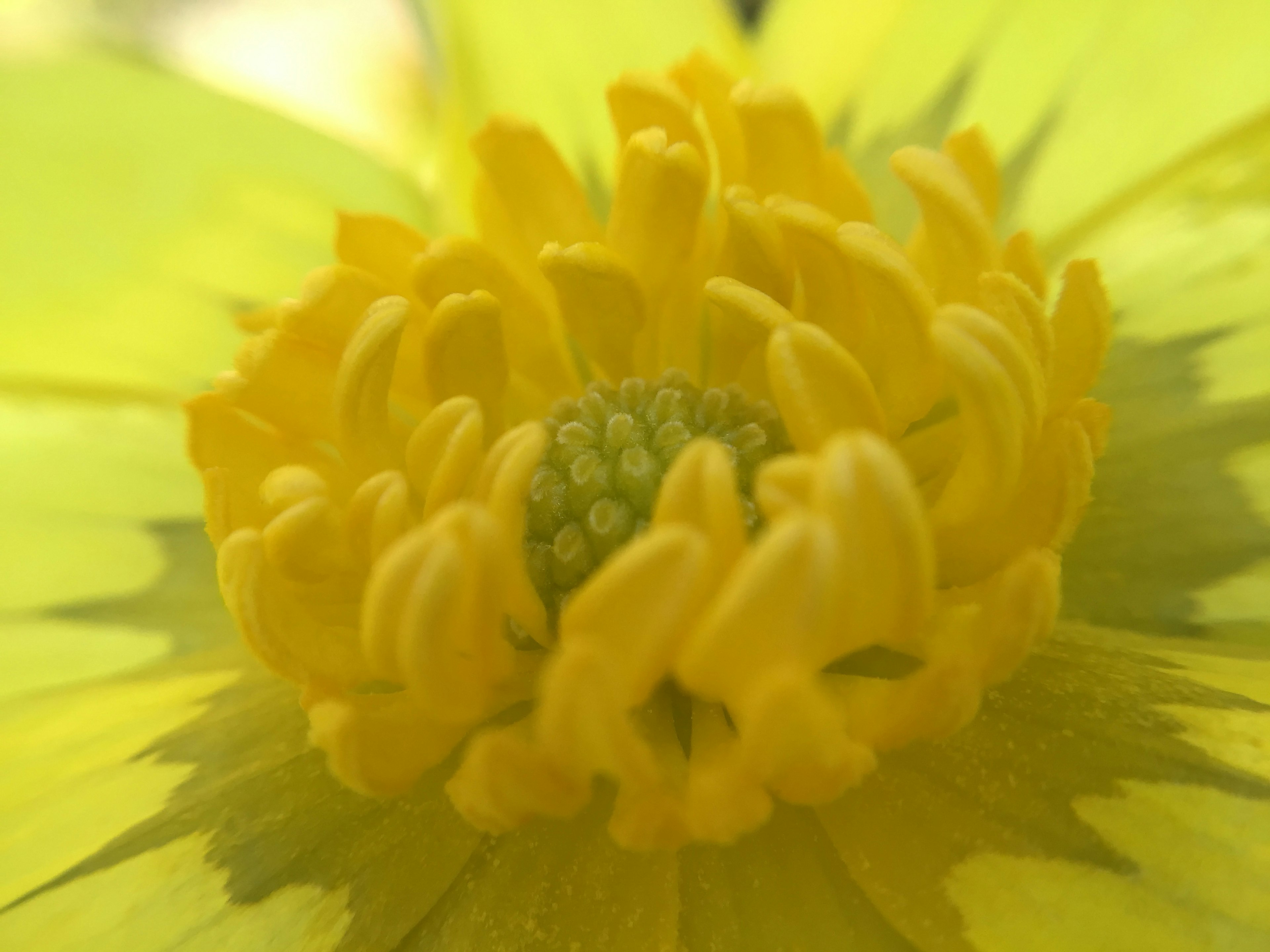 Nahaufnahme des Zentrums einer gelben Blume Die Blütenblätter sind lebhaft Die Struktur der Blume ist detailliert