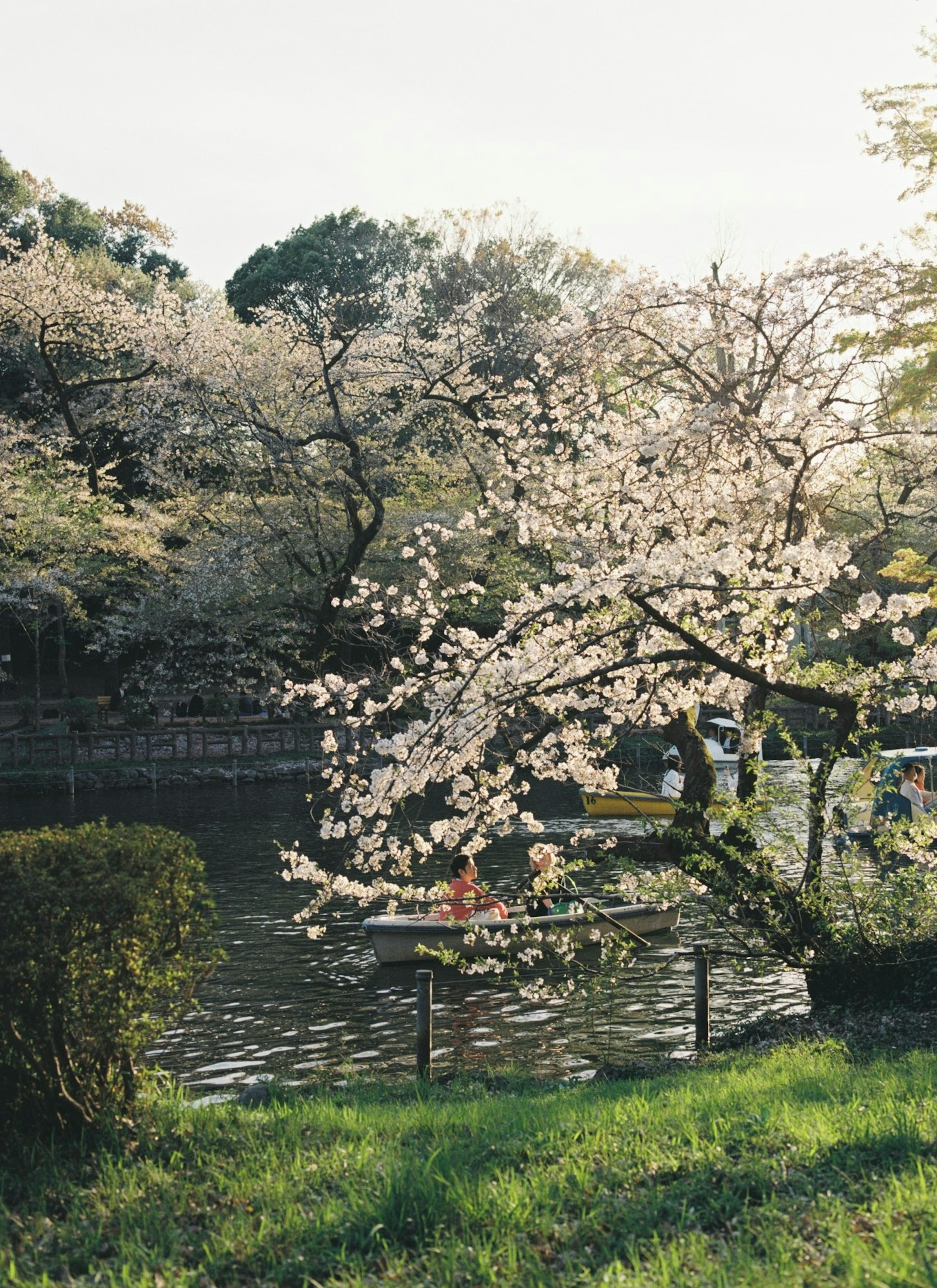 桜の花が咲いている公園の風景と静かな池