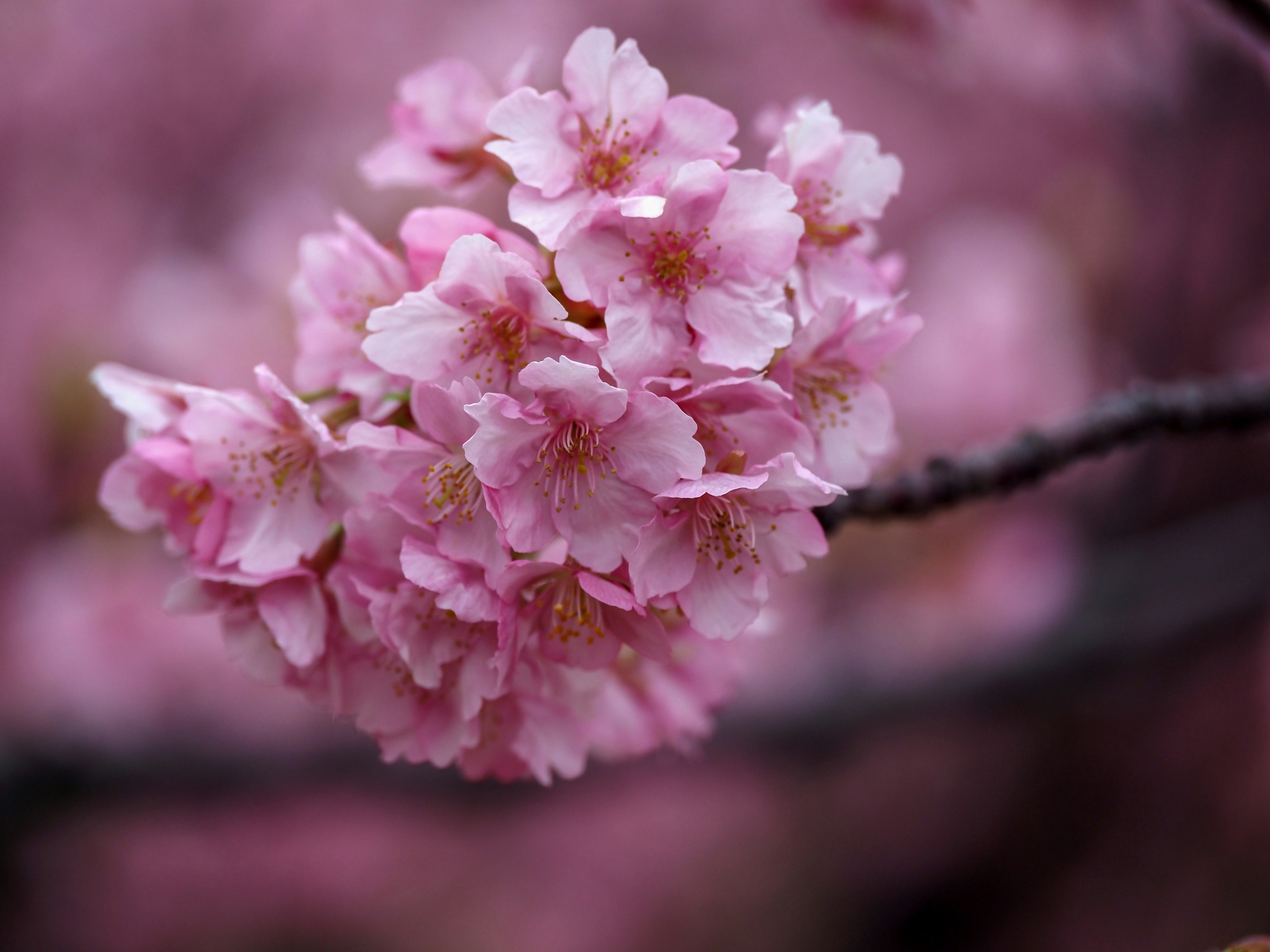 Kedekatan bunga sakura dengan kelopak berwarna pink