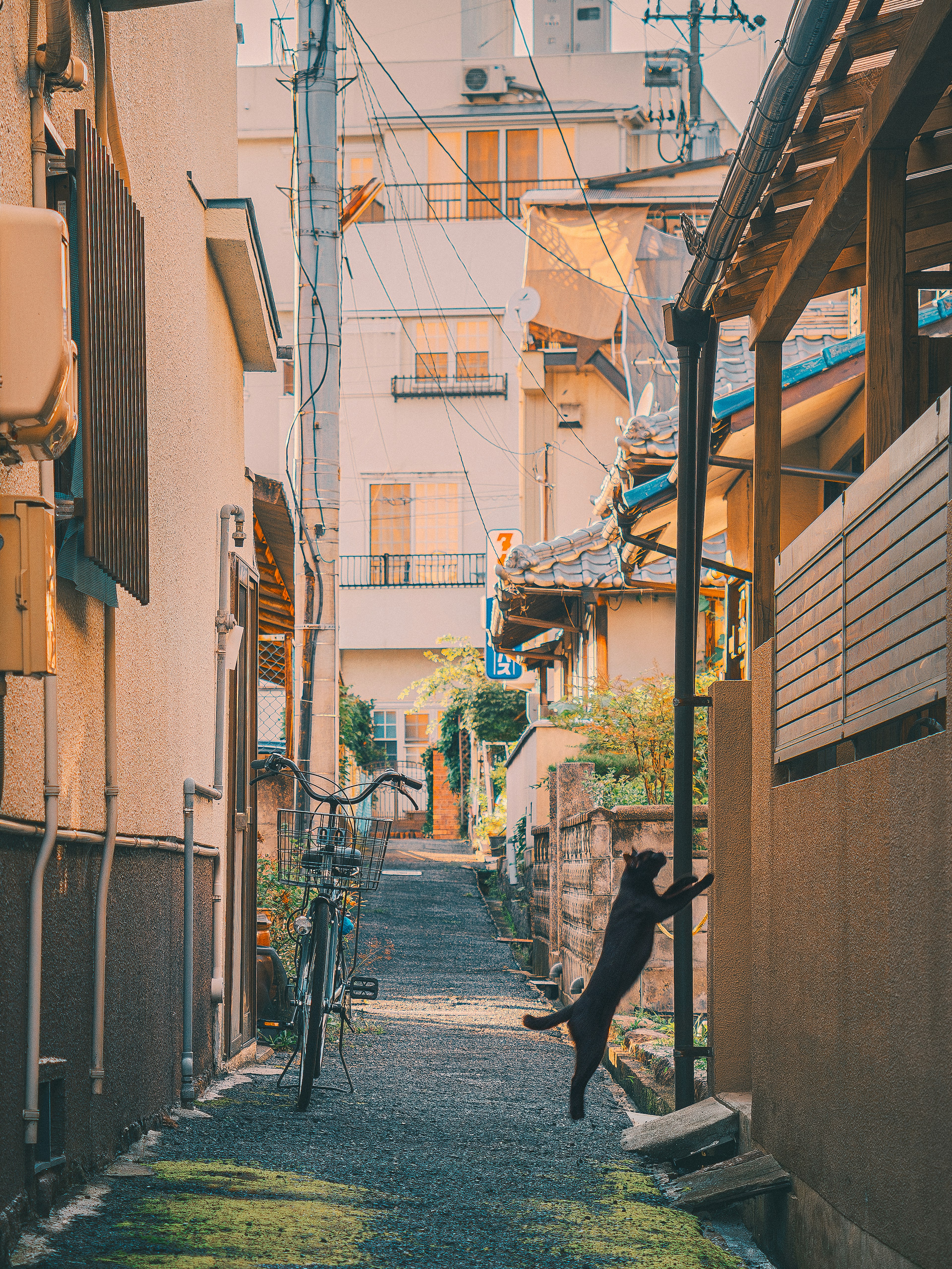 A dog jumping in a narrow alley surrounded by houses and a utility pole