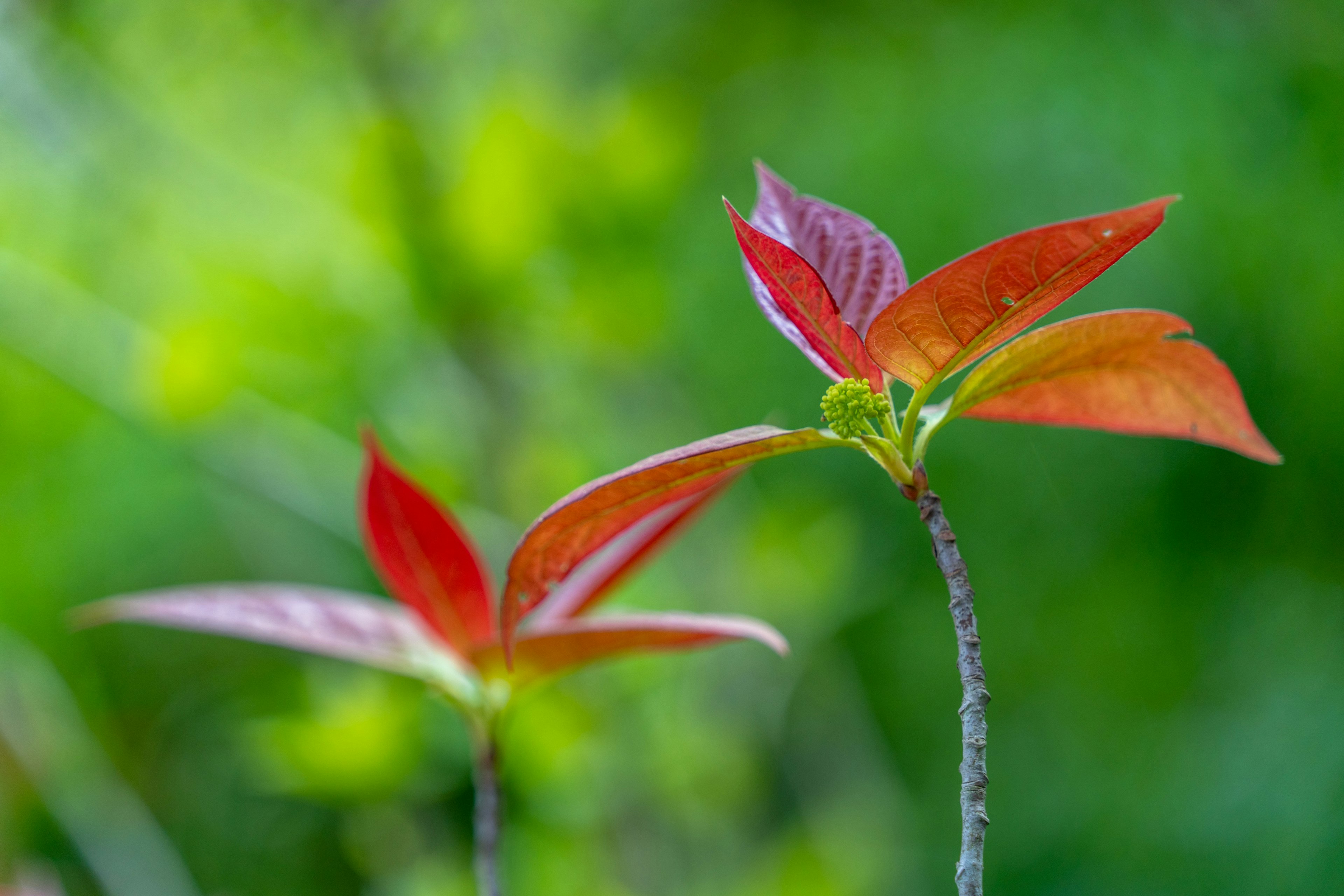 新緑の中に鮮やかな赤色の葉が特徴的な植物のクローズアップ