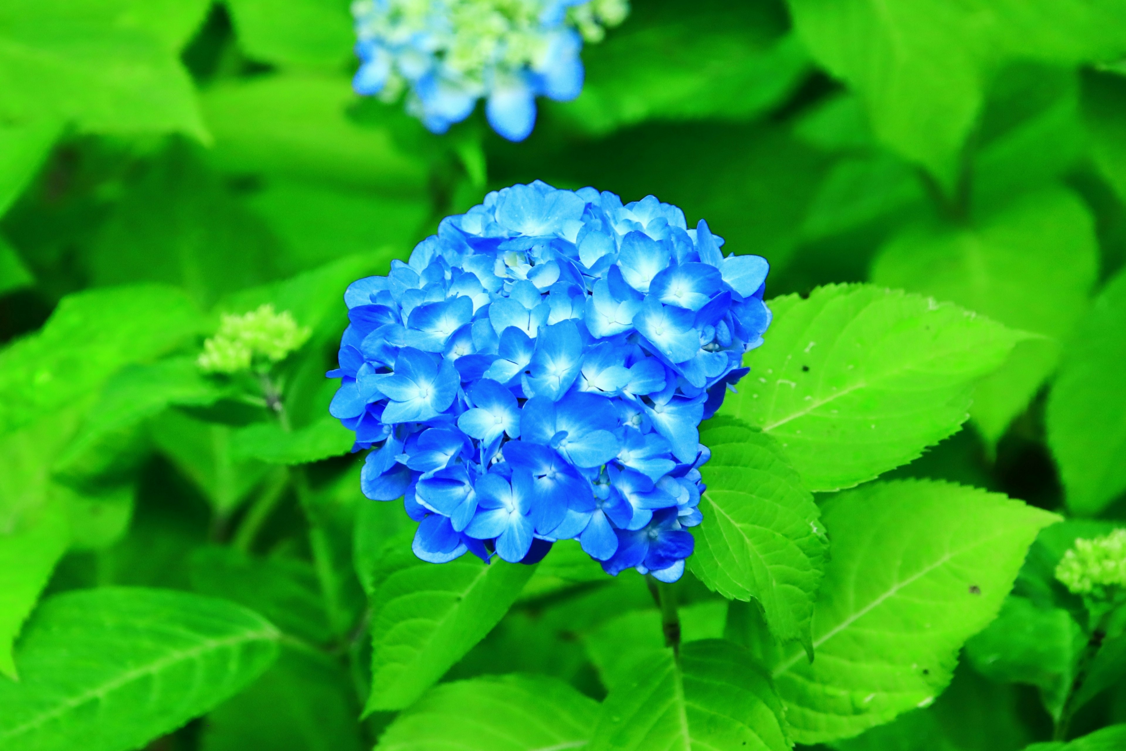 Blue hydrangea flower surrounded by green leaves