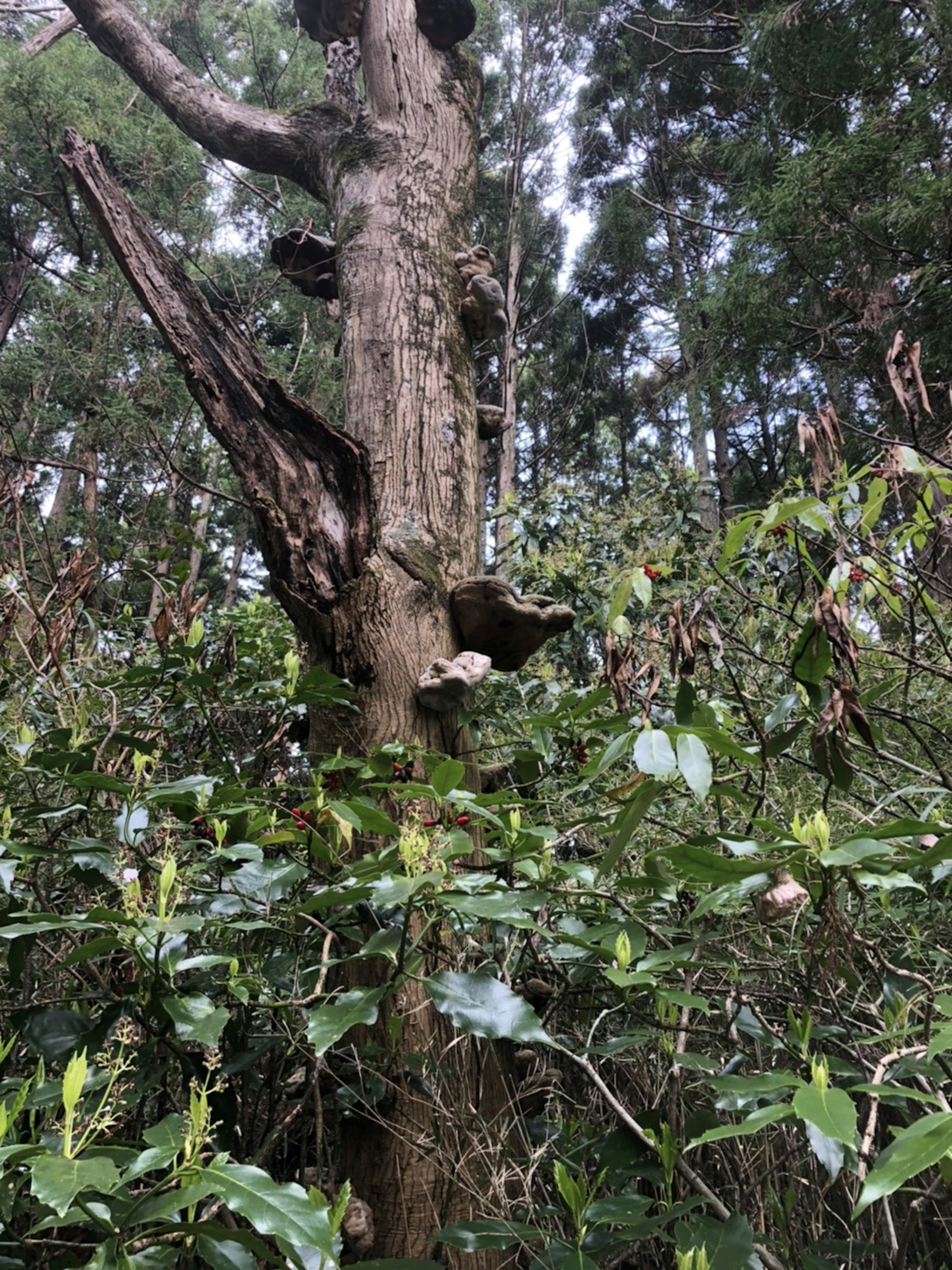 An old tree with textured bark surrounded by lush green foliage