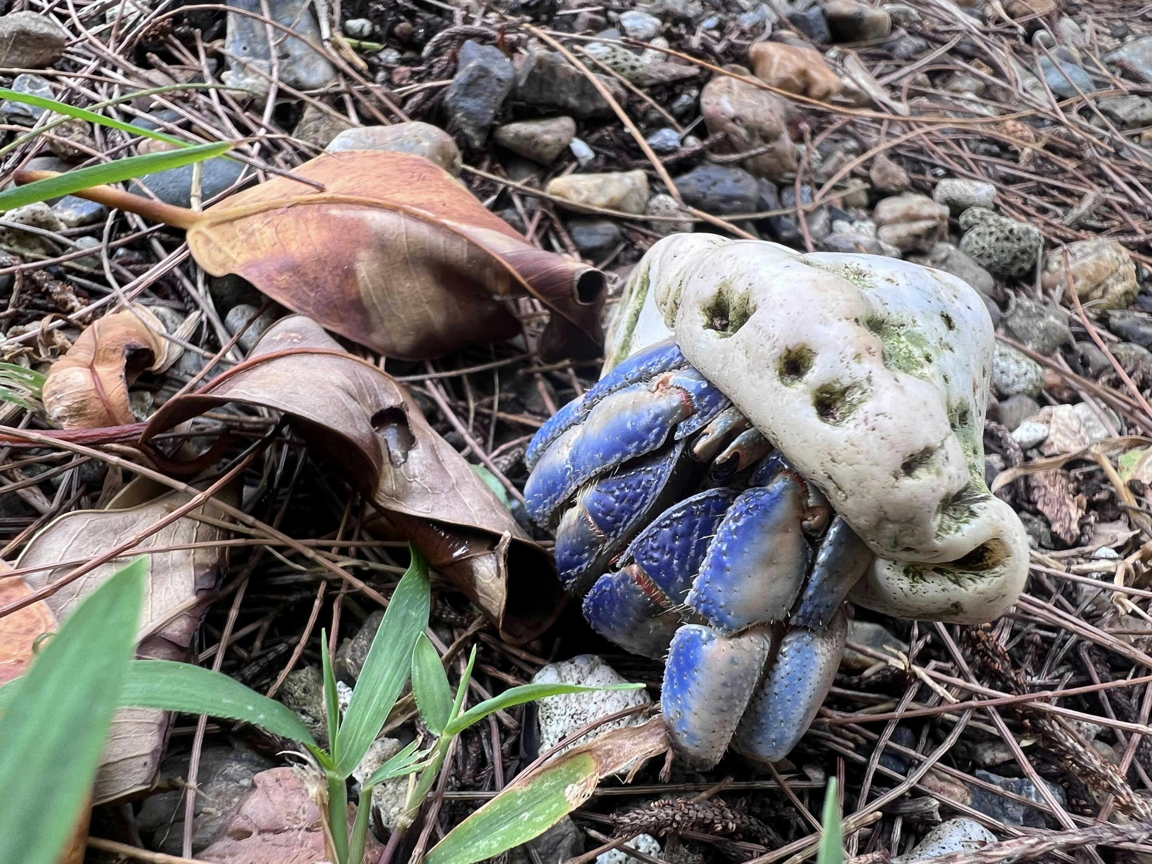 A blue crab nestled among leaves and stones