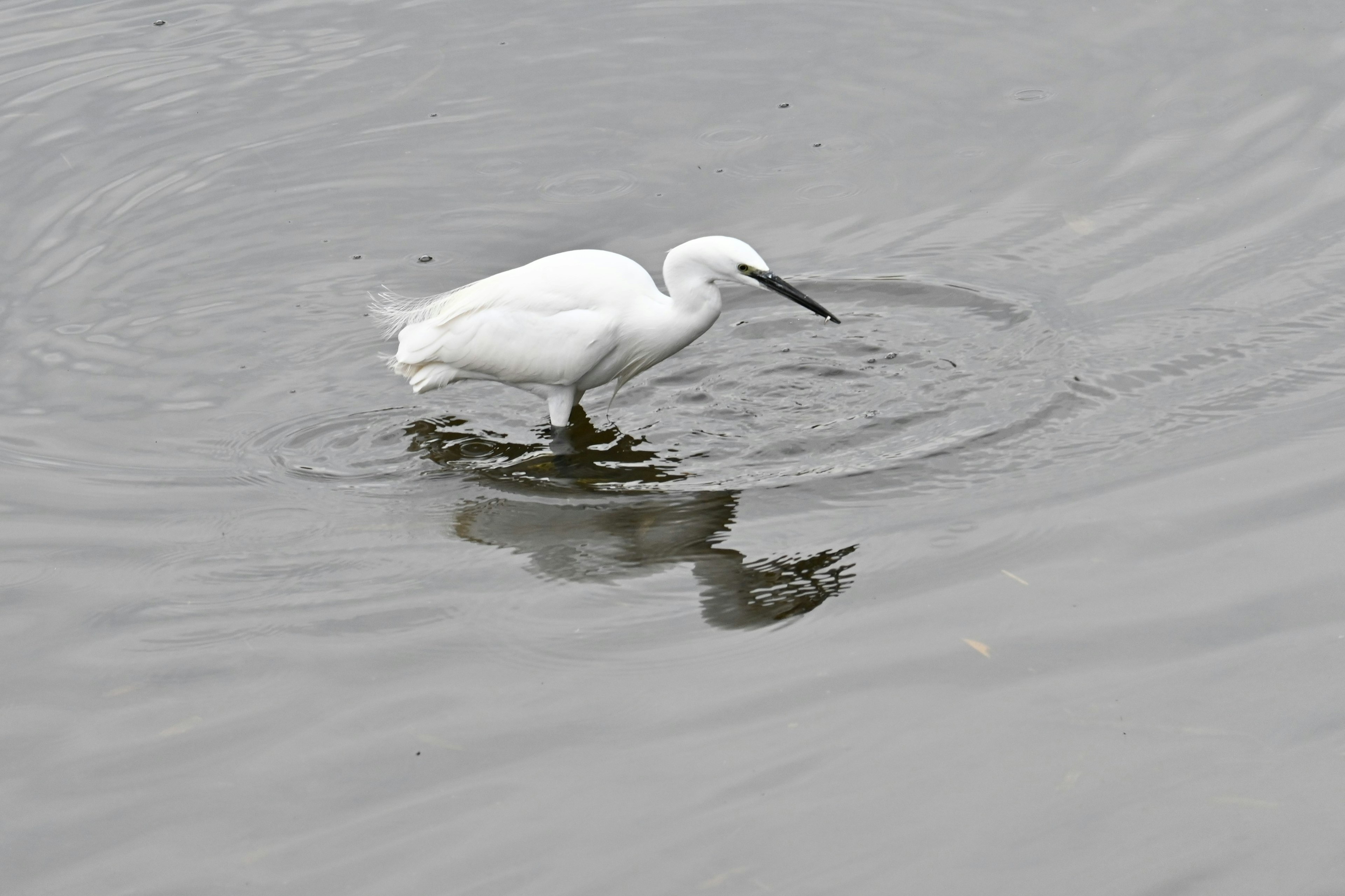 Ein weißer Reiher sucht nach Nahrung im Wasser