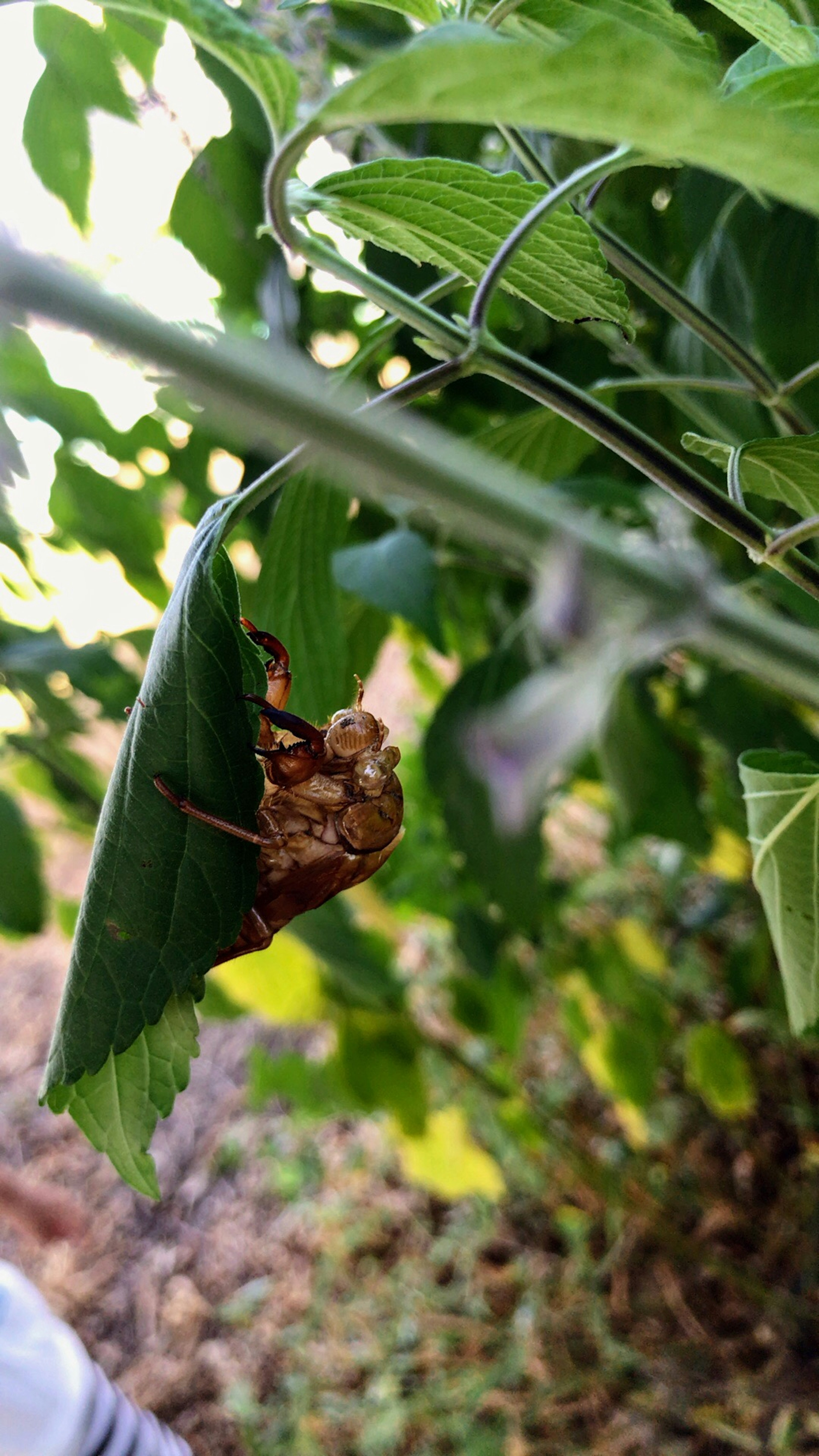 Cáscara de cigarra descansando sobre una hoja verde rodeada de vegetación