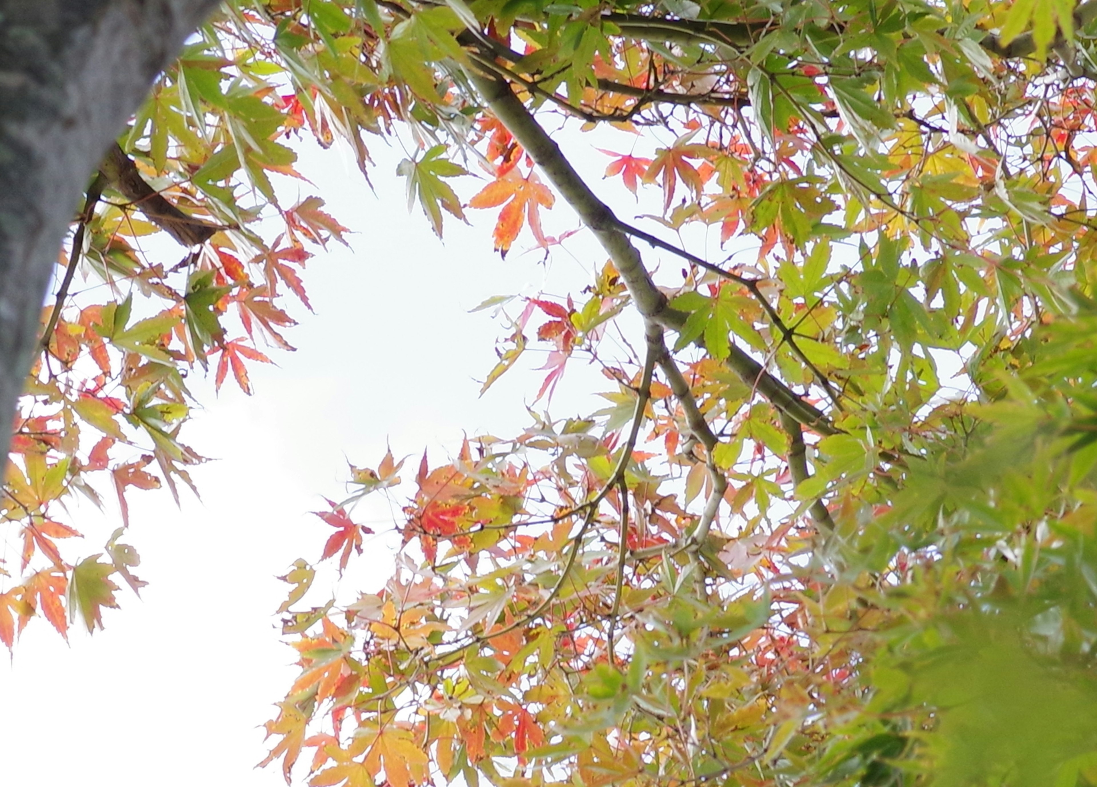 Branches d'un arbre avec des feuilles d'automne vibrantes