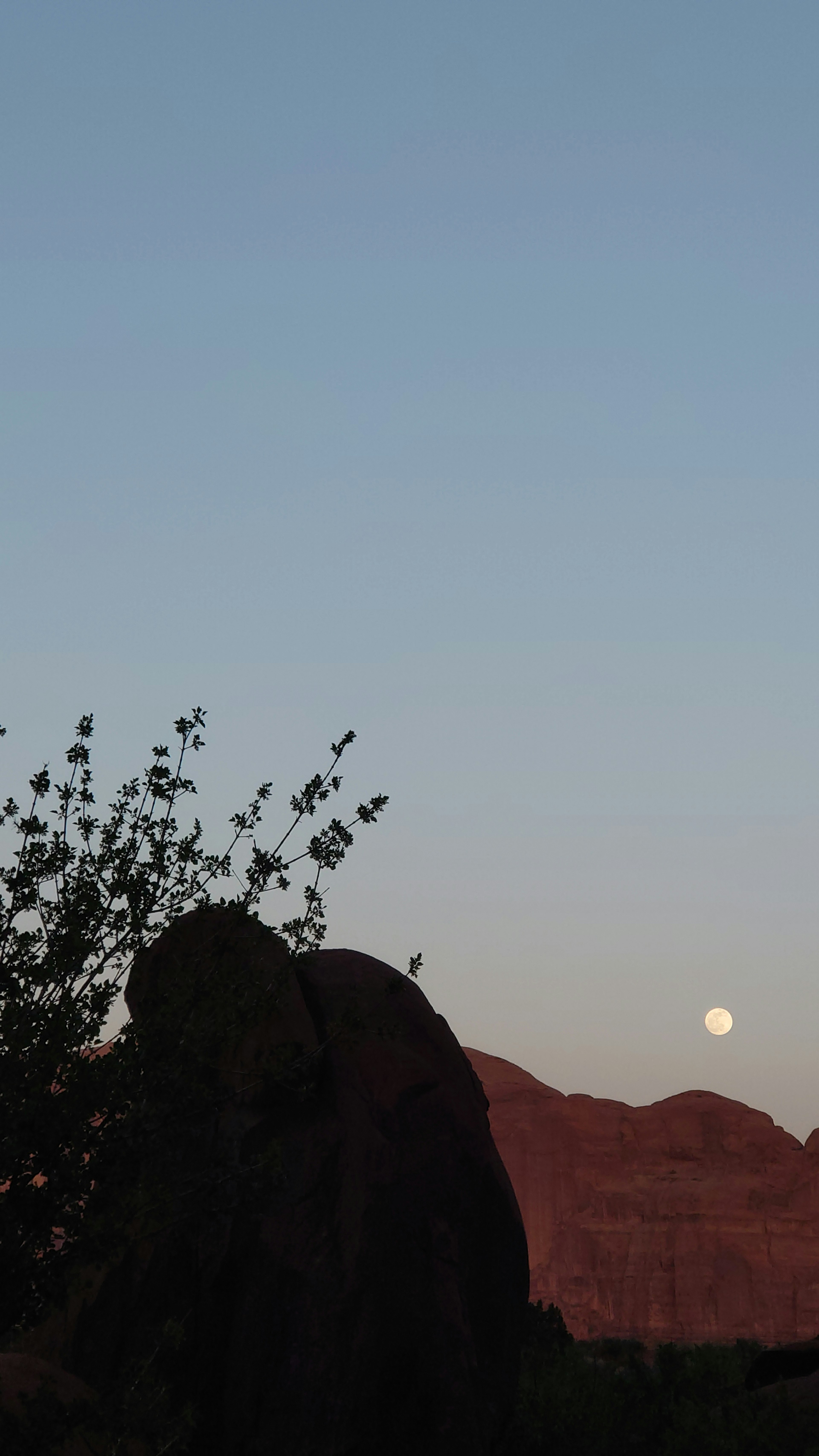 Silhouette of plants against a backdrop of mountains at dusk with a visible moon