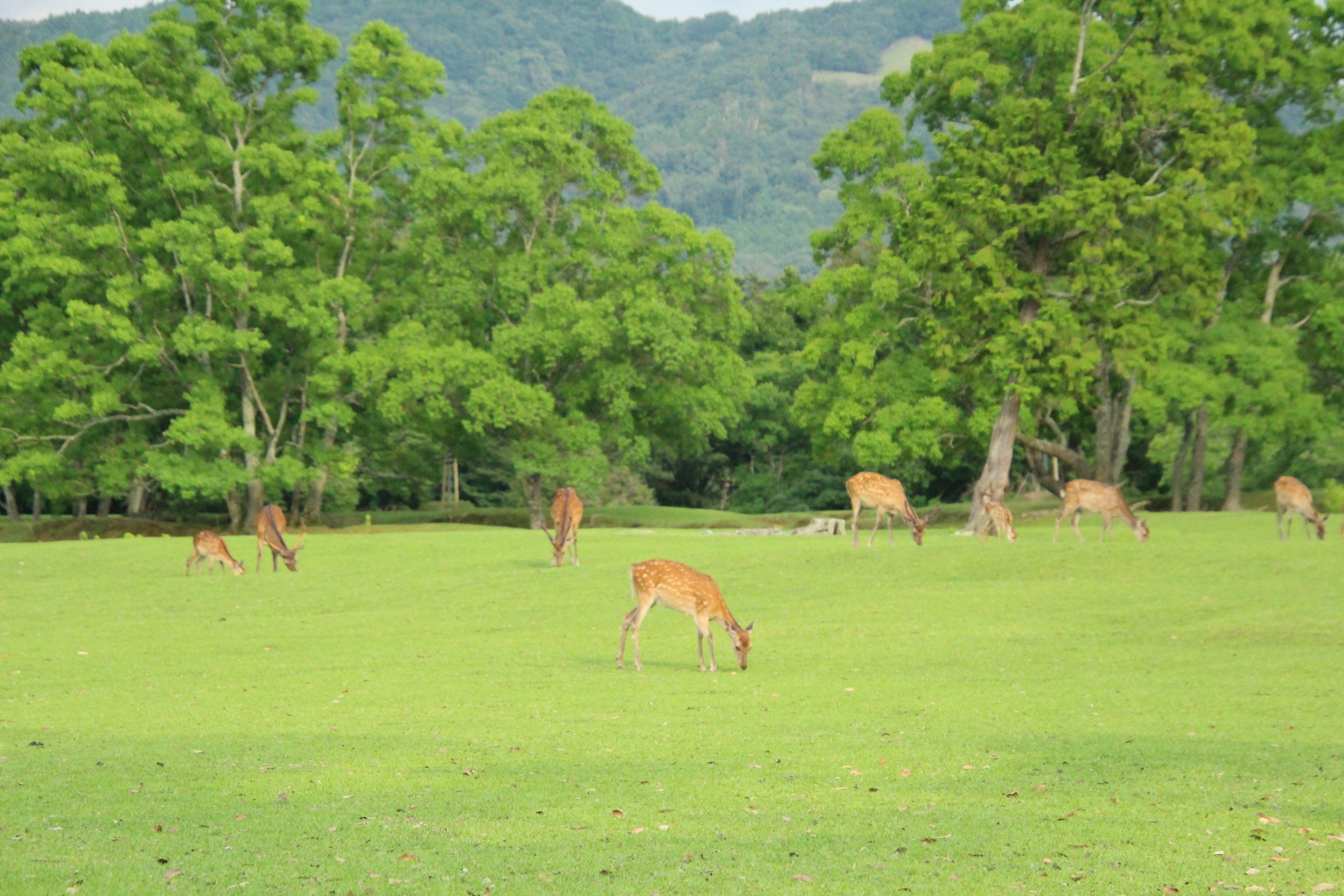 緑の草原で草を食べる鹿たちの群れと背景の木々