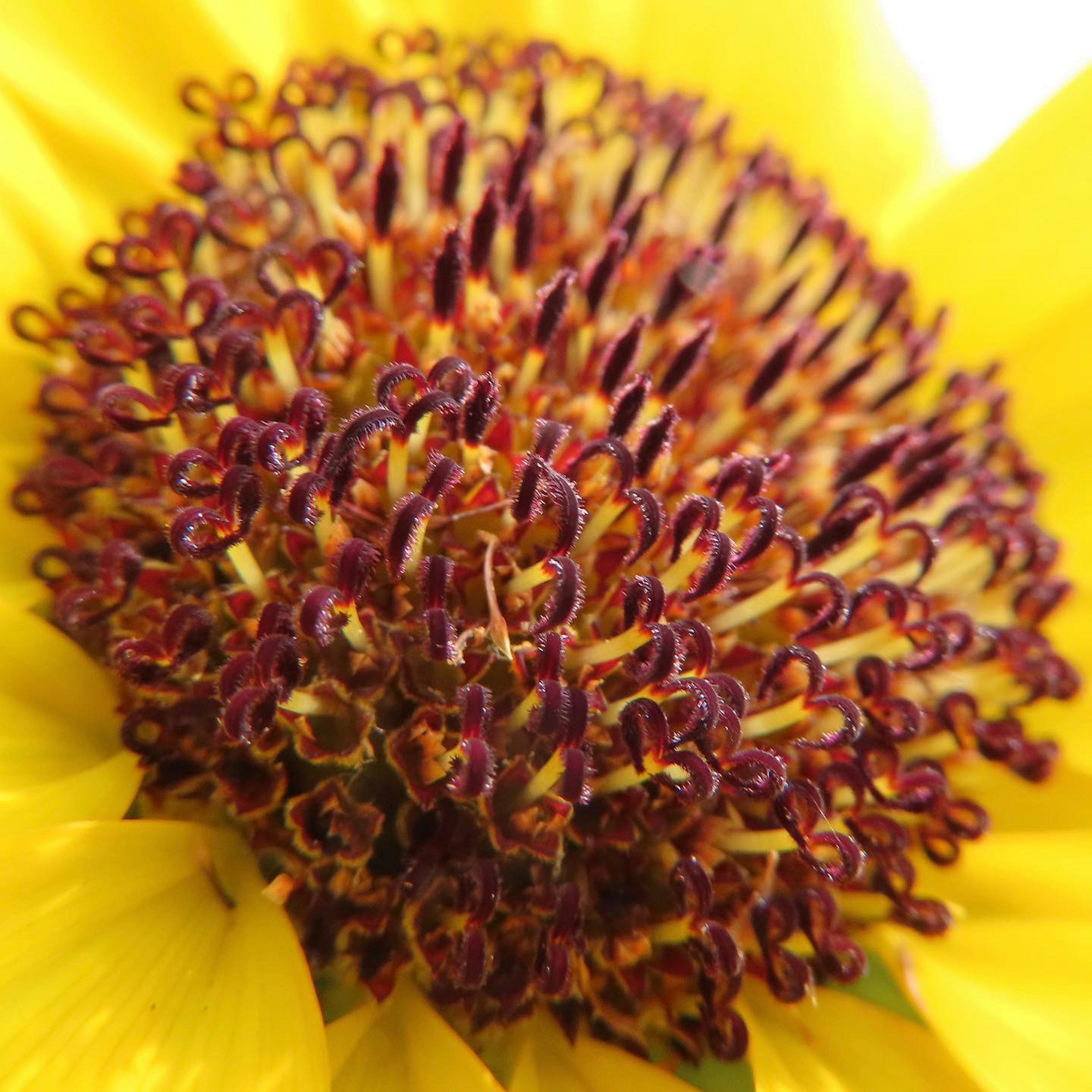 Gros plan d'une fleur jaune vibrante avec un centre violet