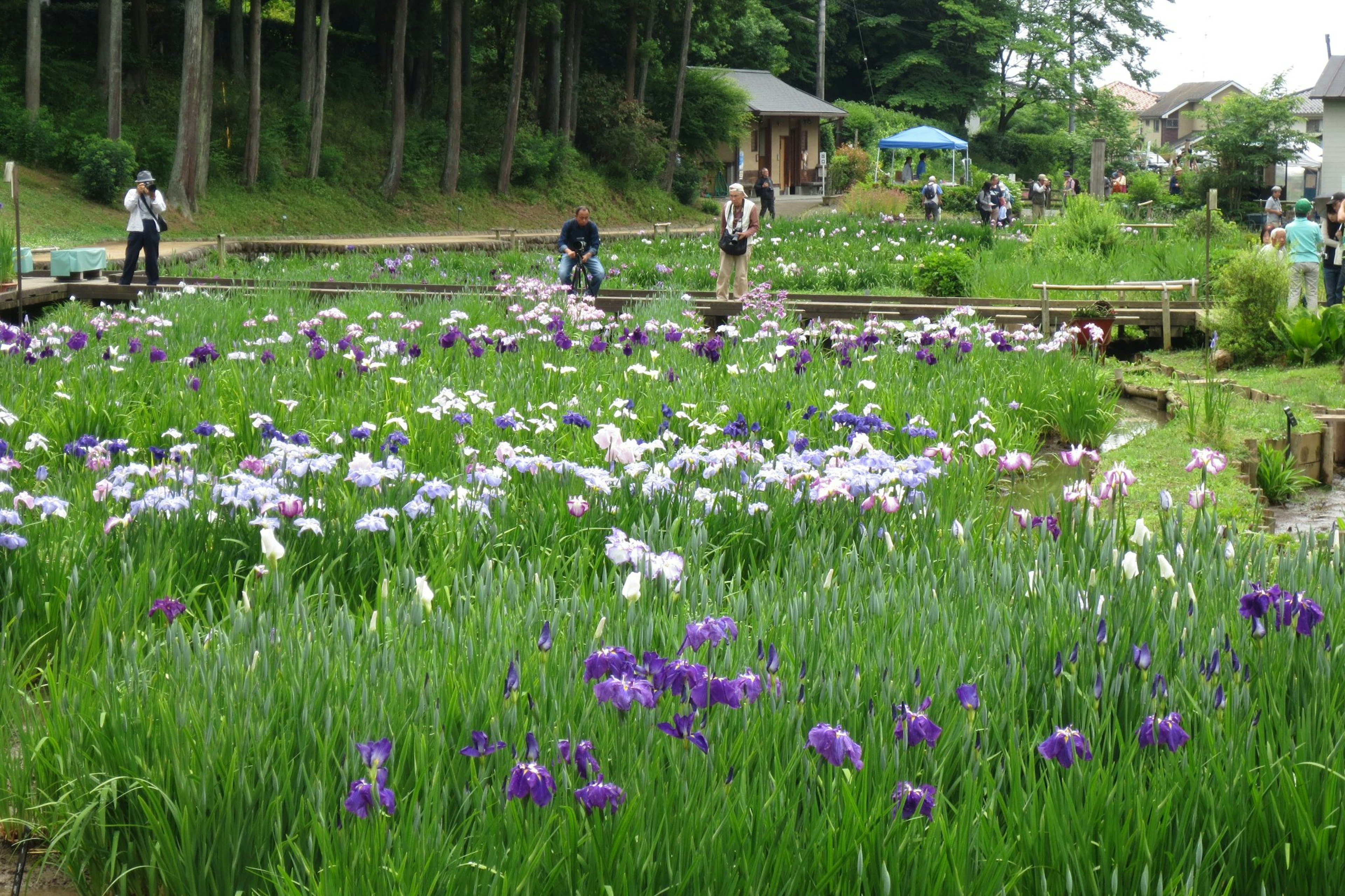 Scenic view of a flower garden with people enjoying the surroundings