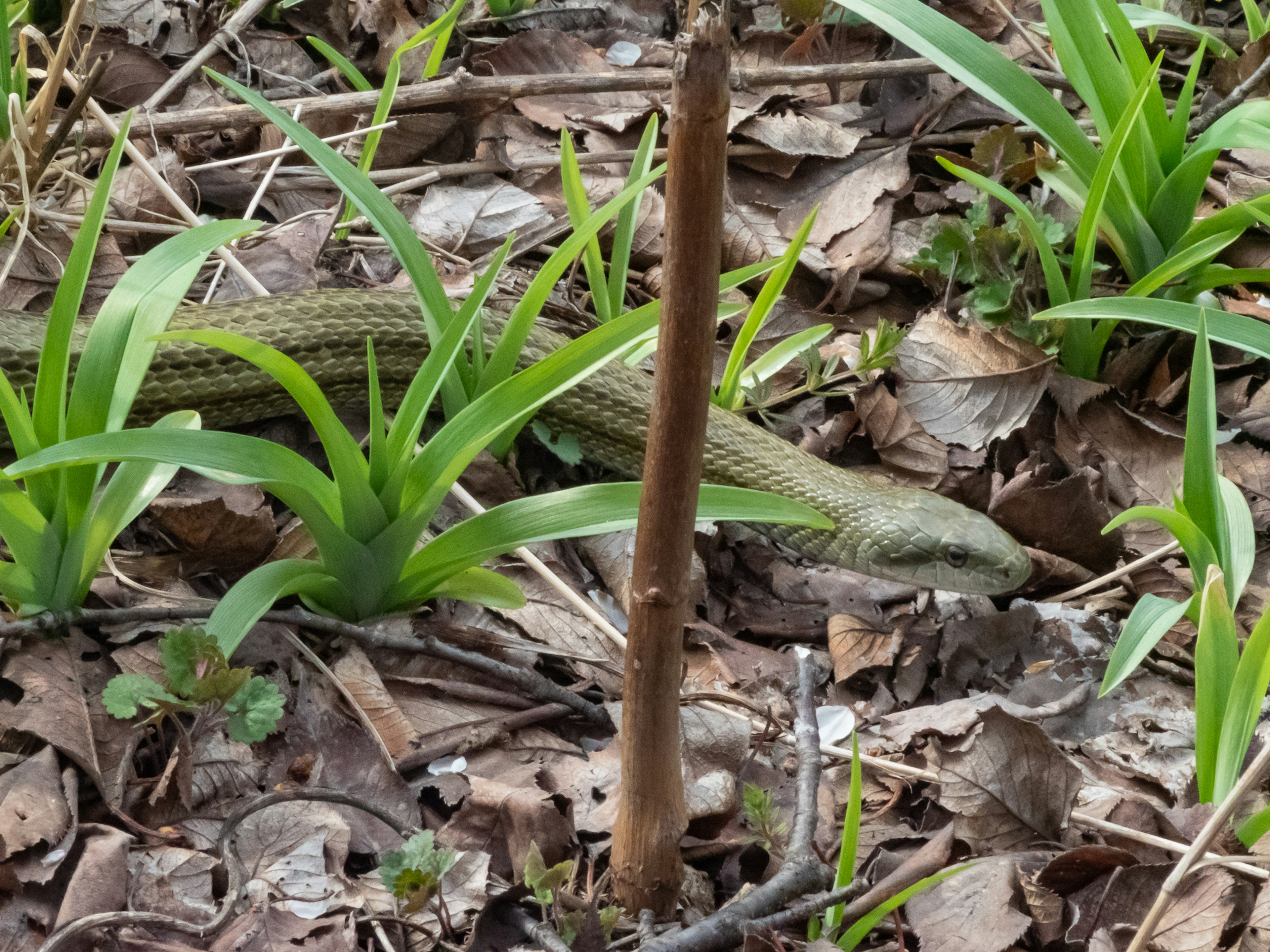 Serpente verde parzialmente nascosta tra l'erba e le foglie