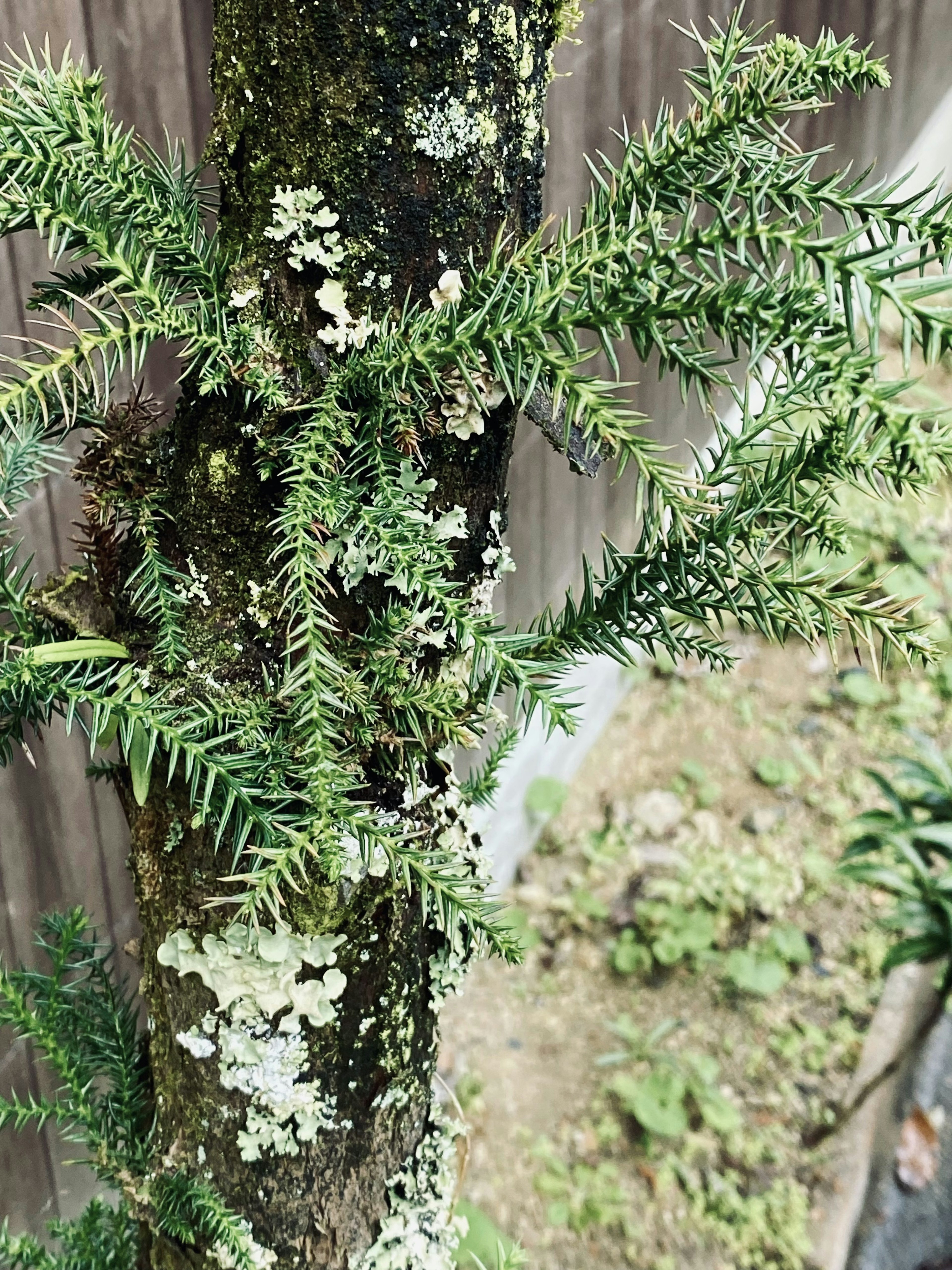 緑色の葉が茂る木の幹に苔とコケが付着している