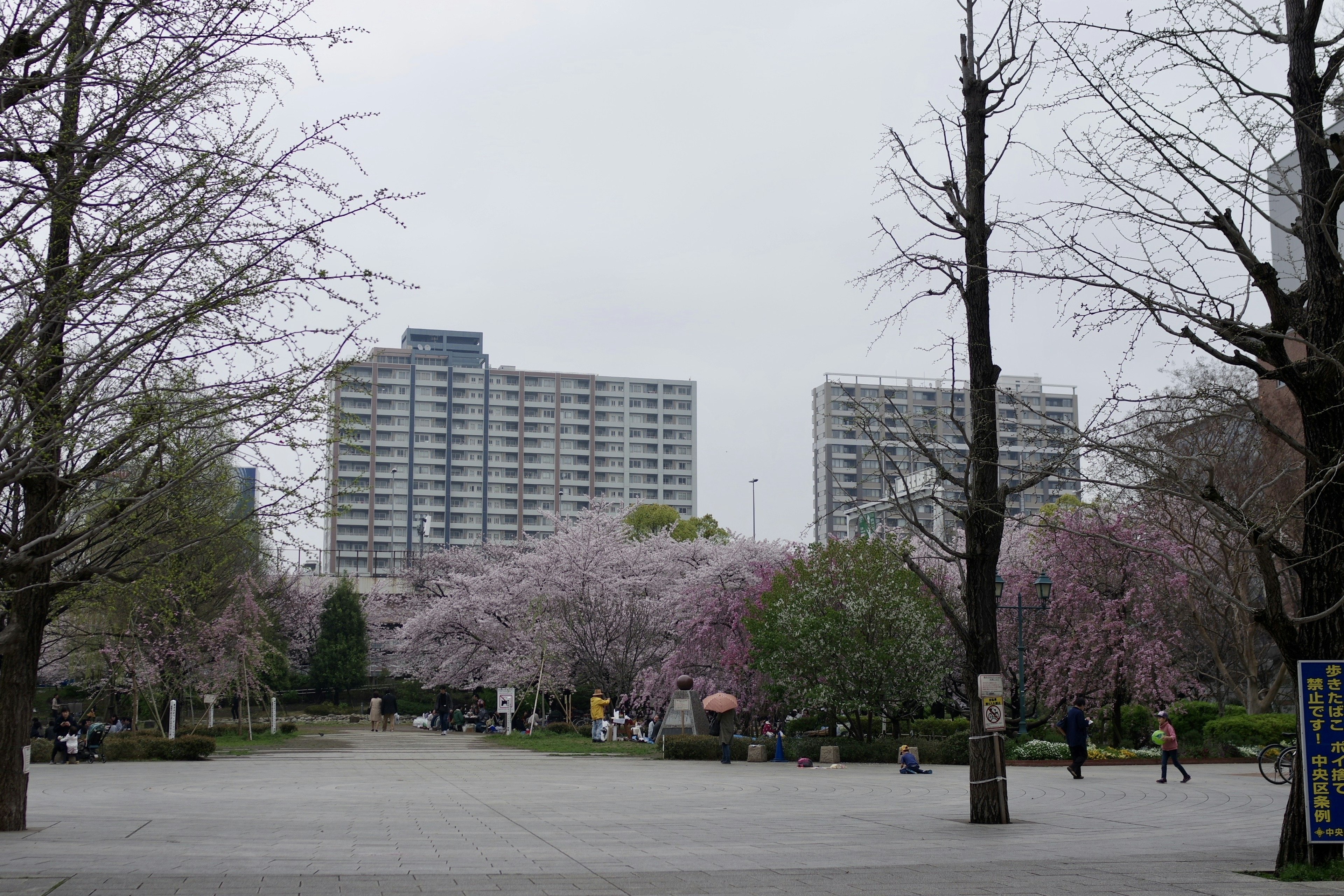 Scène de parc avec des cerisiers en fleurs immeubles de grande hauteur en arrière-plan