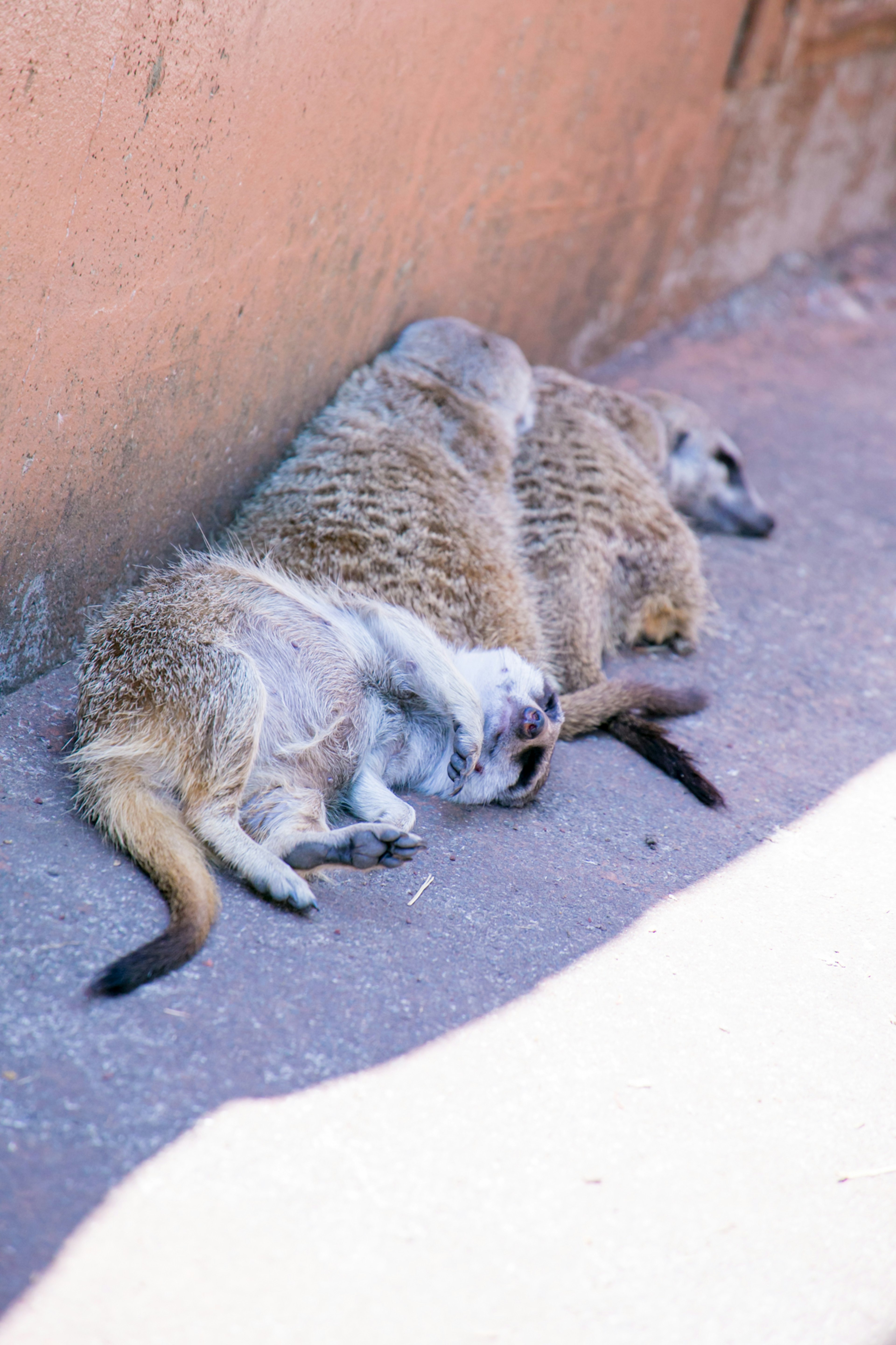 Two meerkats cuddling and sleeping together