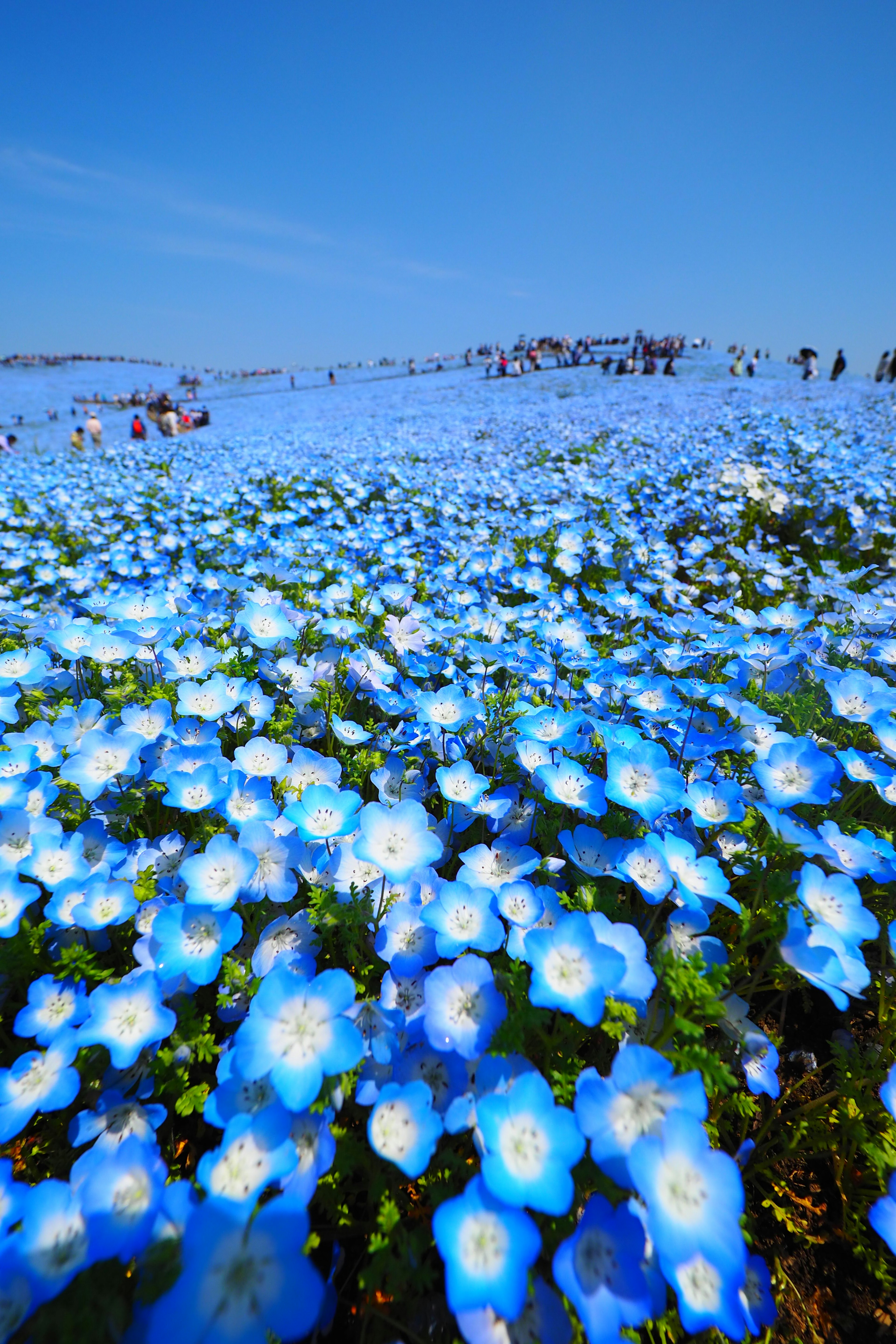 青い花々が広がる風景と人々が集まる背景