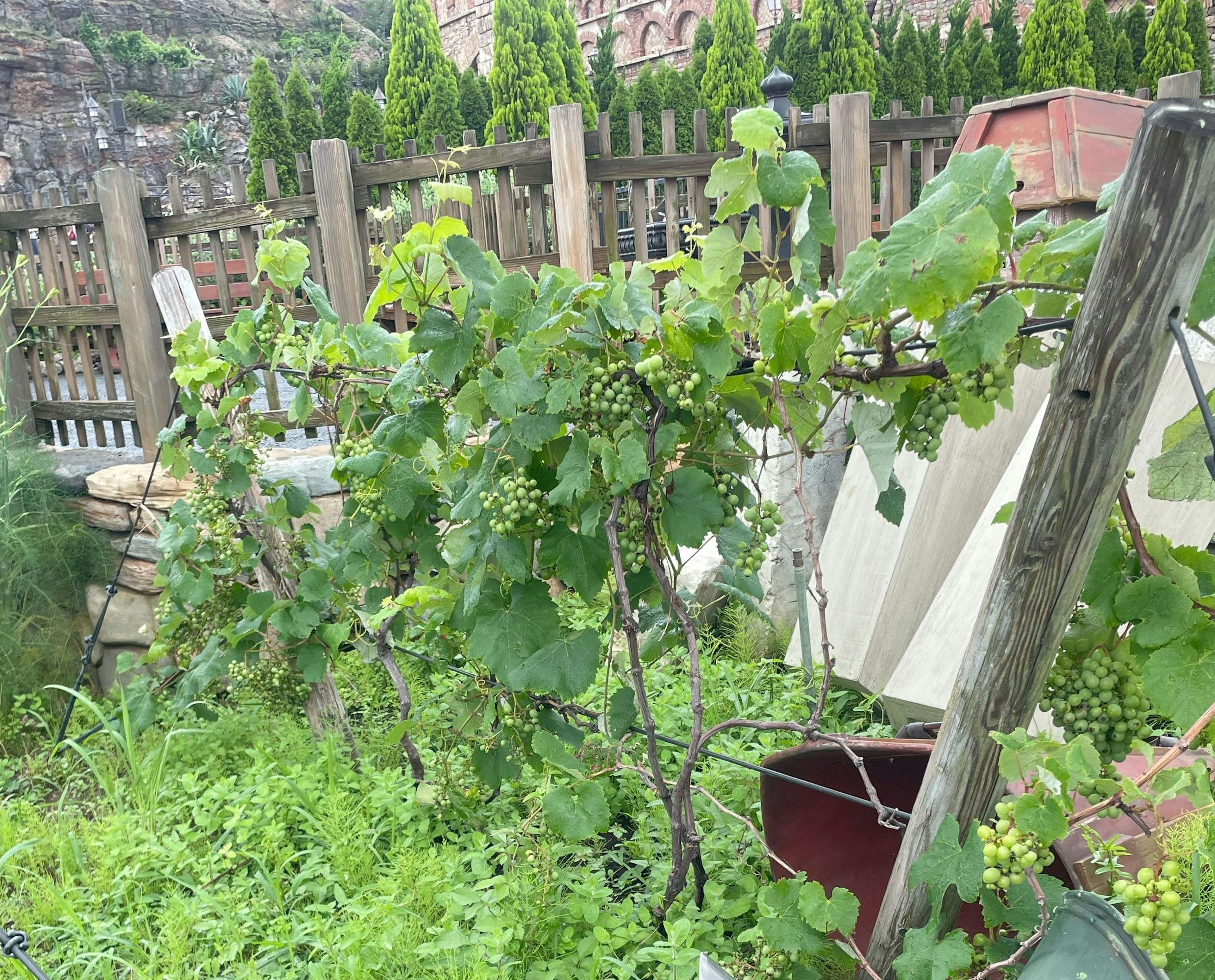 Viti rigogliose con uva in crescita in un giardino