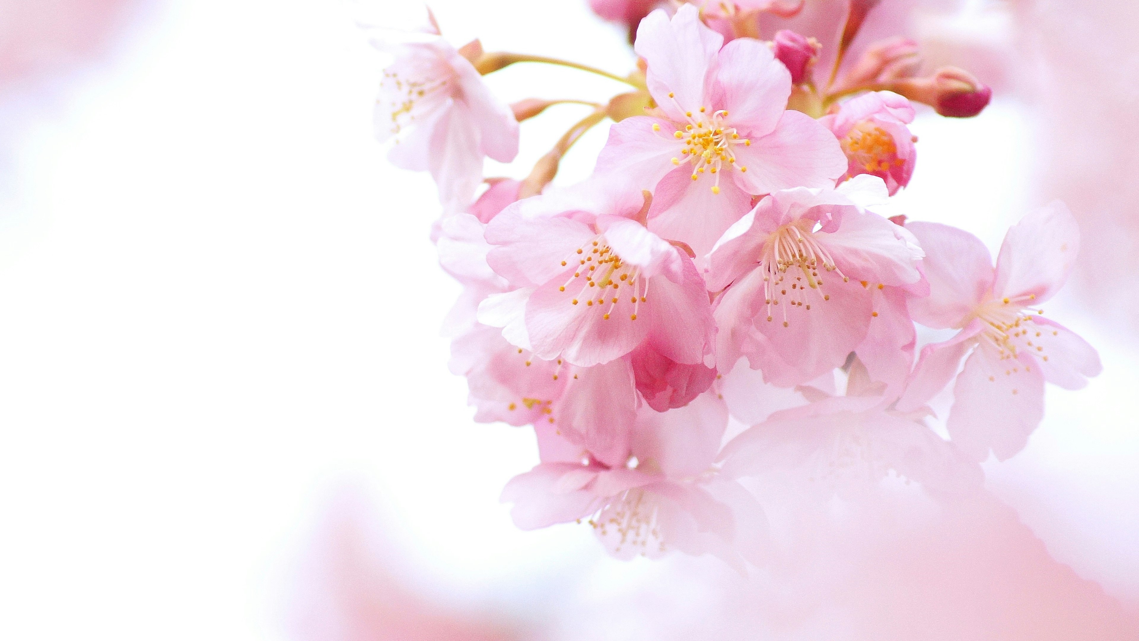 Primer plano de delicadas flores de cerezo rosas desenfocadas