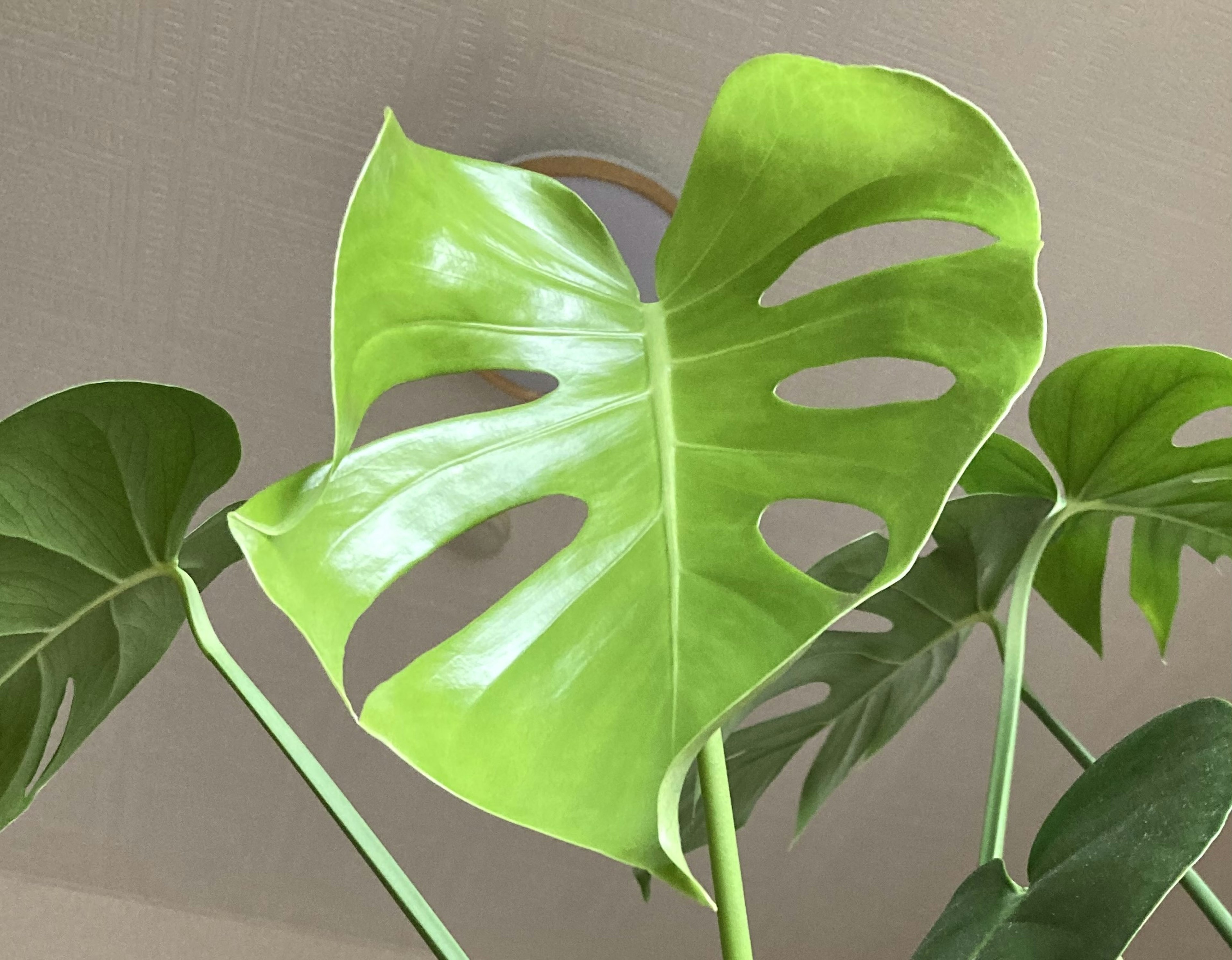 Feuille de monstera verte avec des trous distinctifs et grande taille