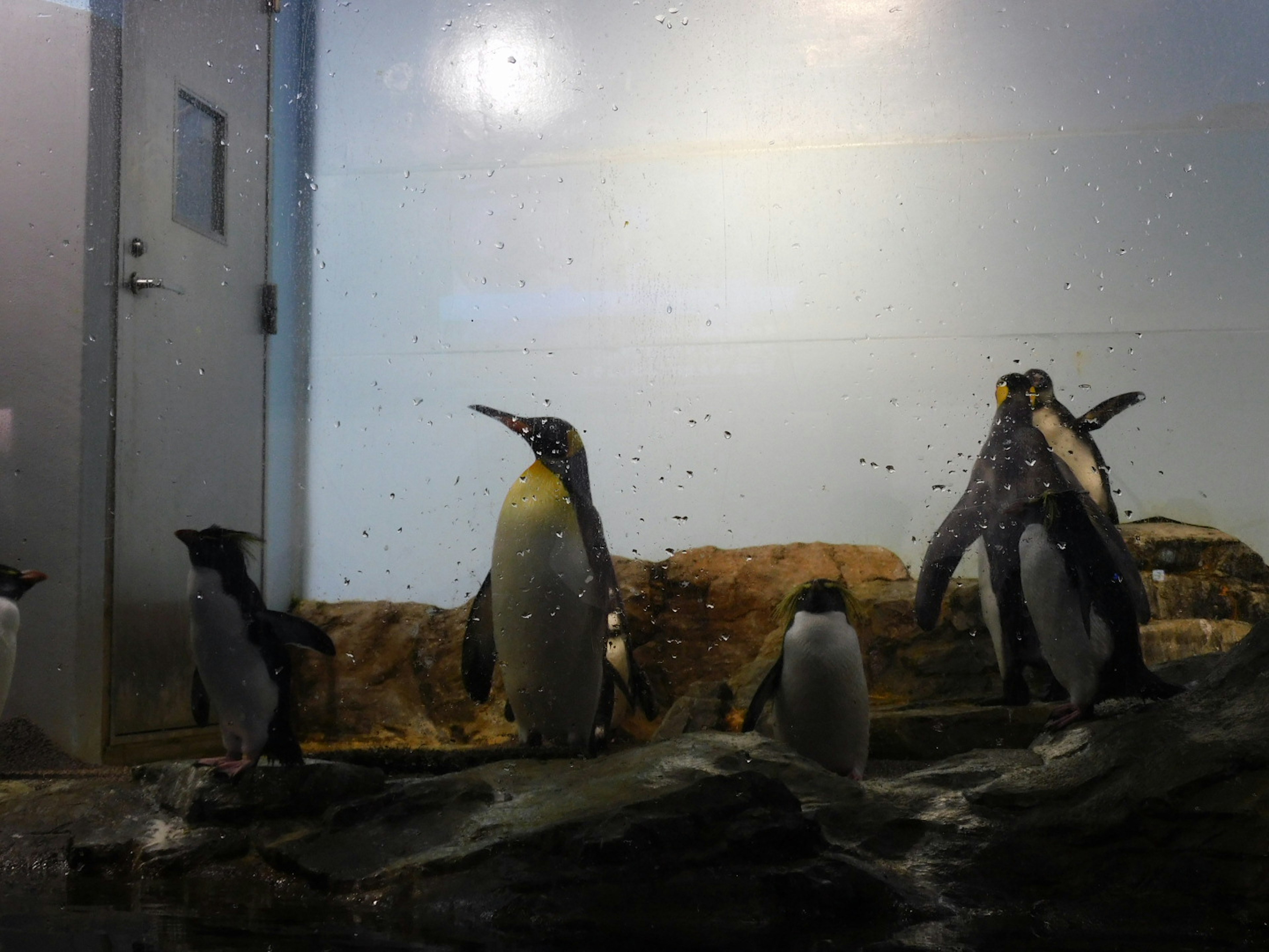 Penguins standing on rocks in an aquarium setting