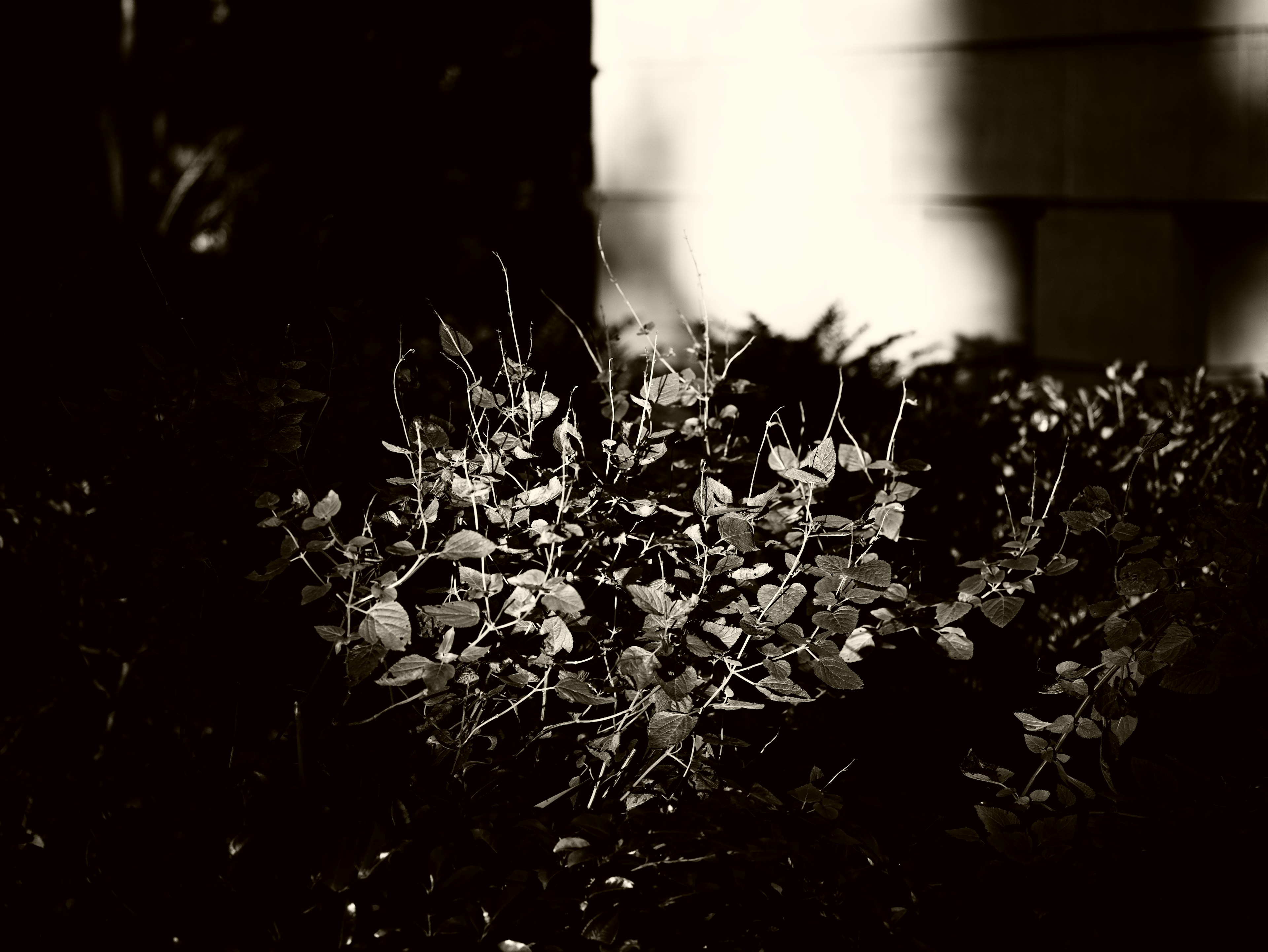 Close-up of green plants with interplay of light and shadow