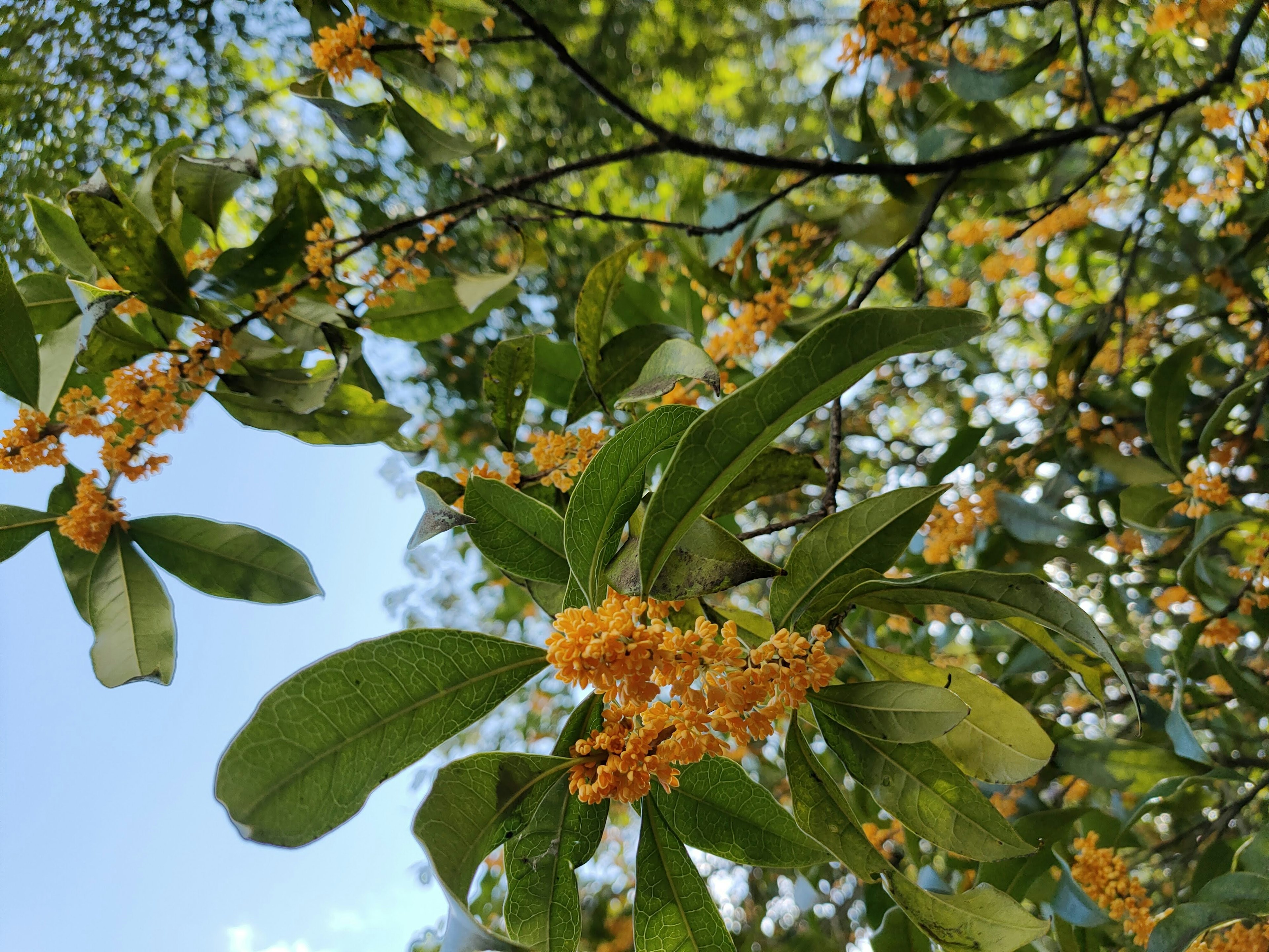 Cabang dengan bunga kuning dan daun hijau