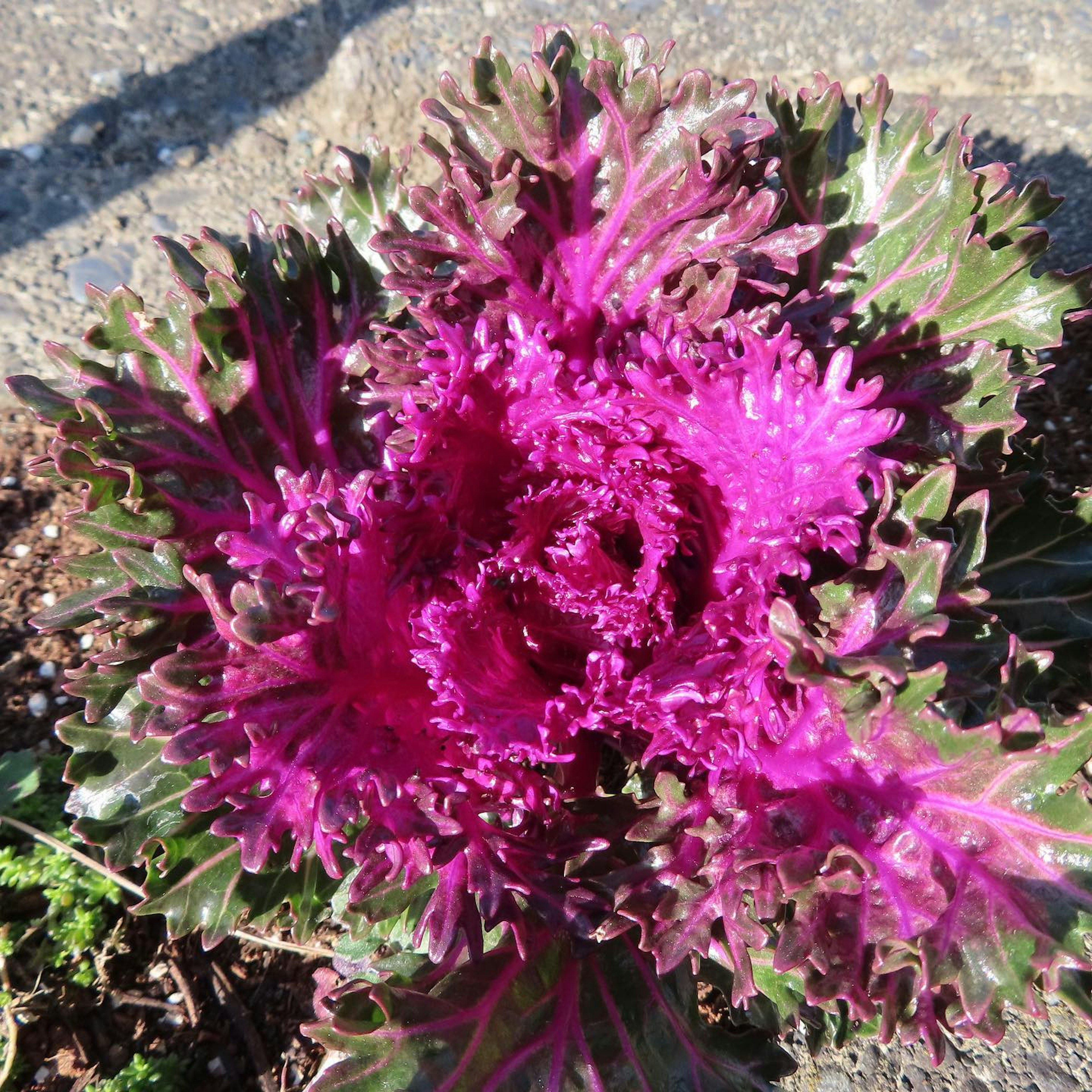 鮮やかな紫色の葉を持つ花の植物のクローズアップ