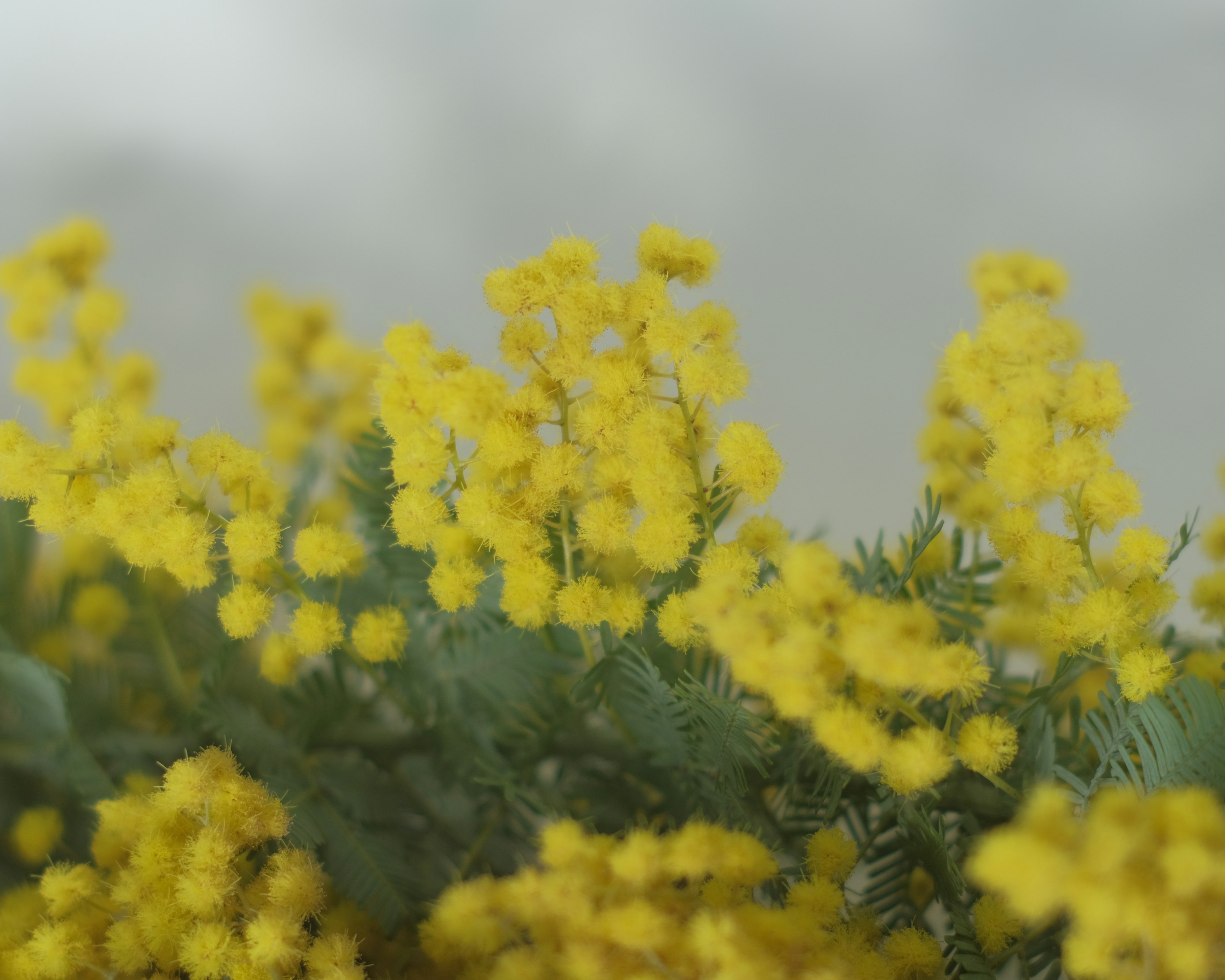 Des fleurs de mimosa jaunes en fleurs avec un arrière-plan doux