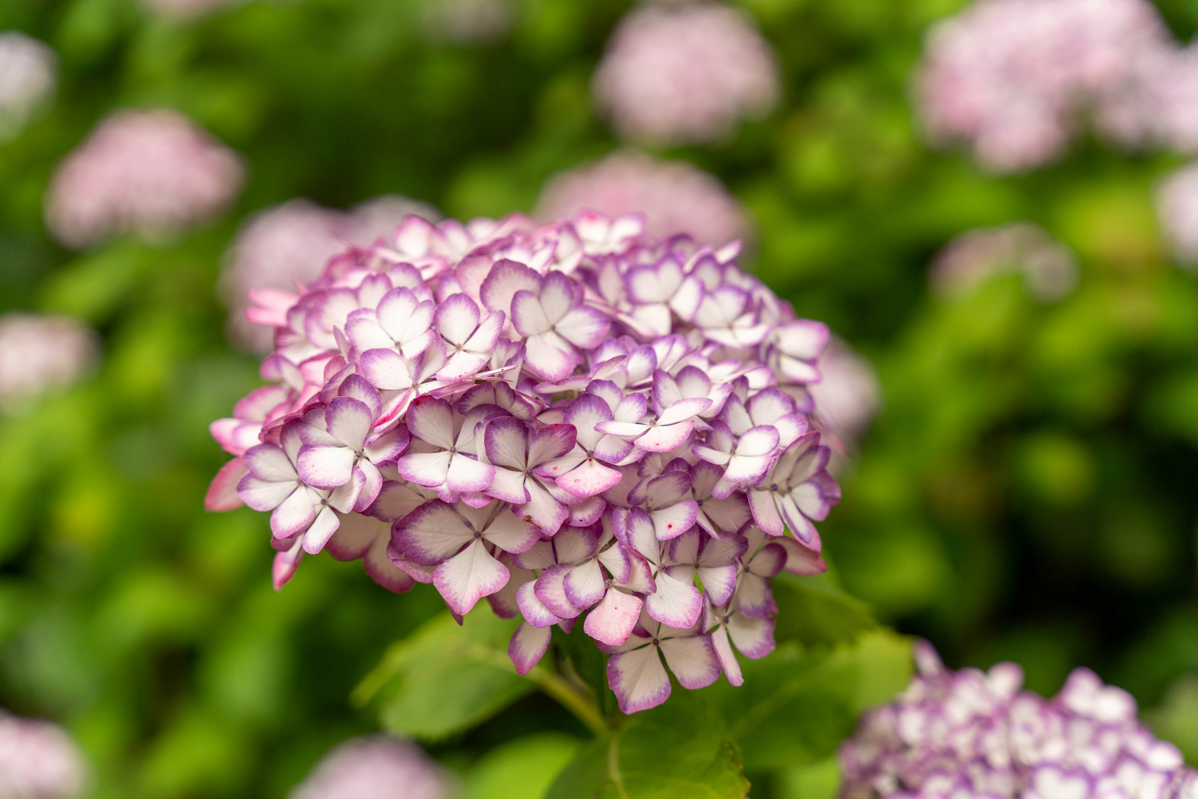 紫色花瓣的绣球花特写，周围环绕着绿色叶子