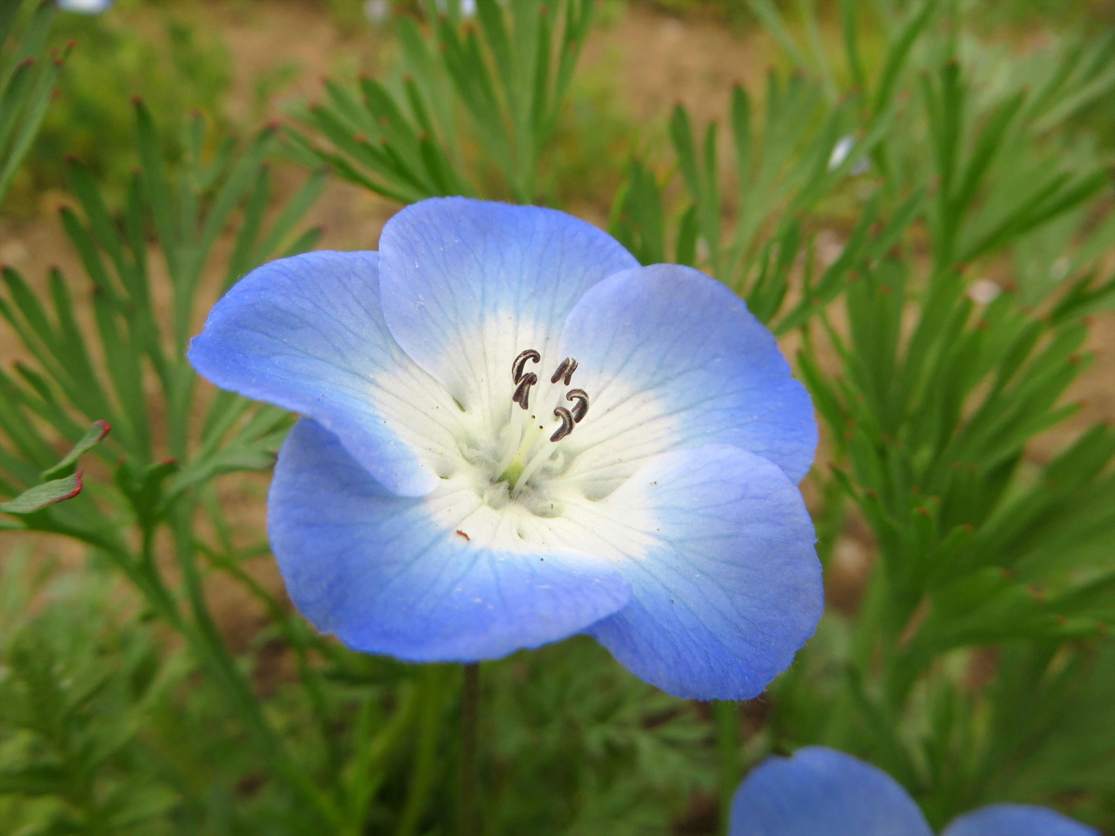 Gros plan d'une fleur de Nemophila bleue avec des feuilles vertes en arrière-plan