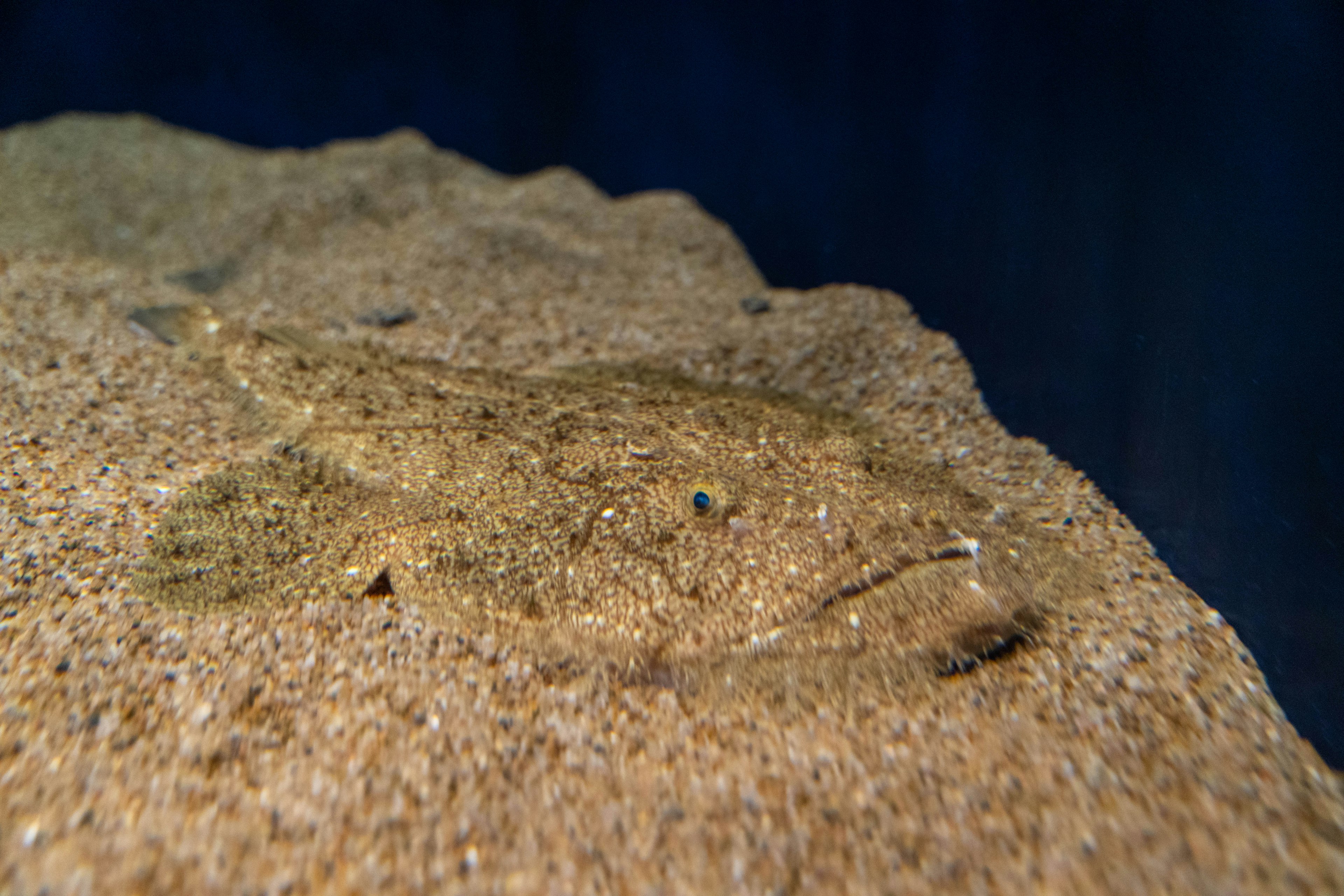 Image of a flatfish camouflaged in sand