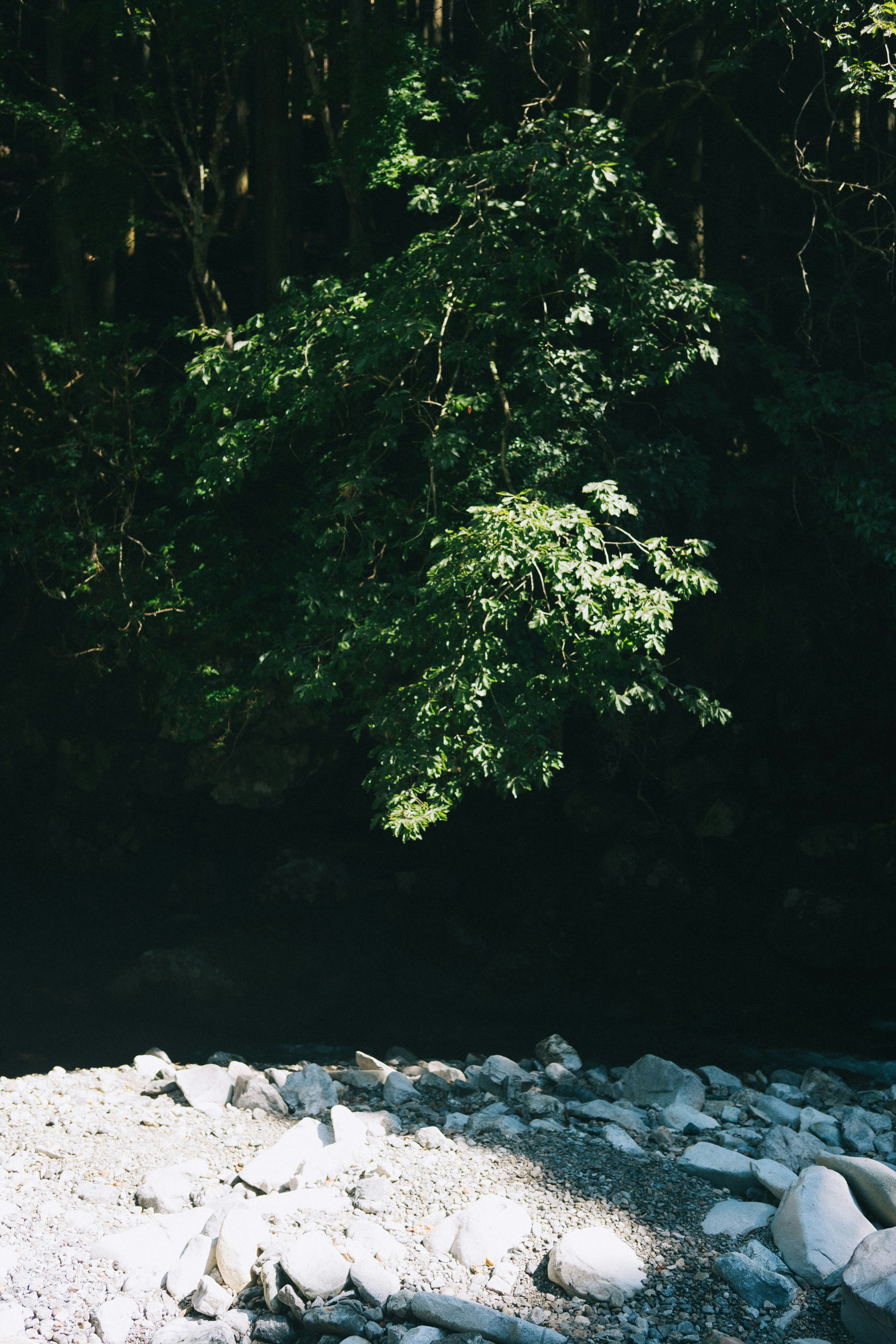 Escena serena junto al río con rocas y árboles verdes exuberantes