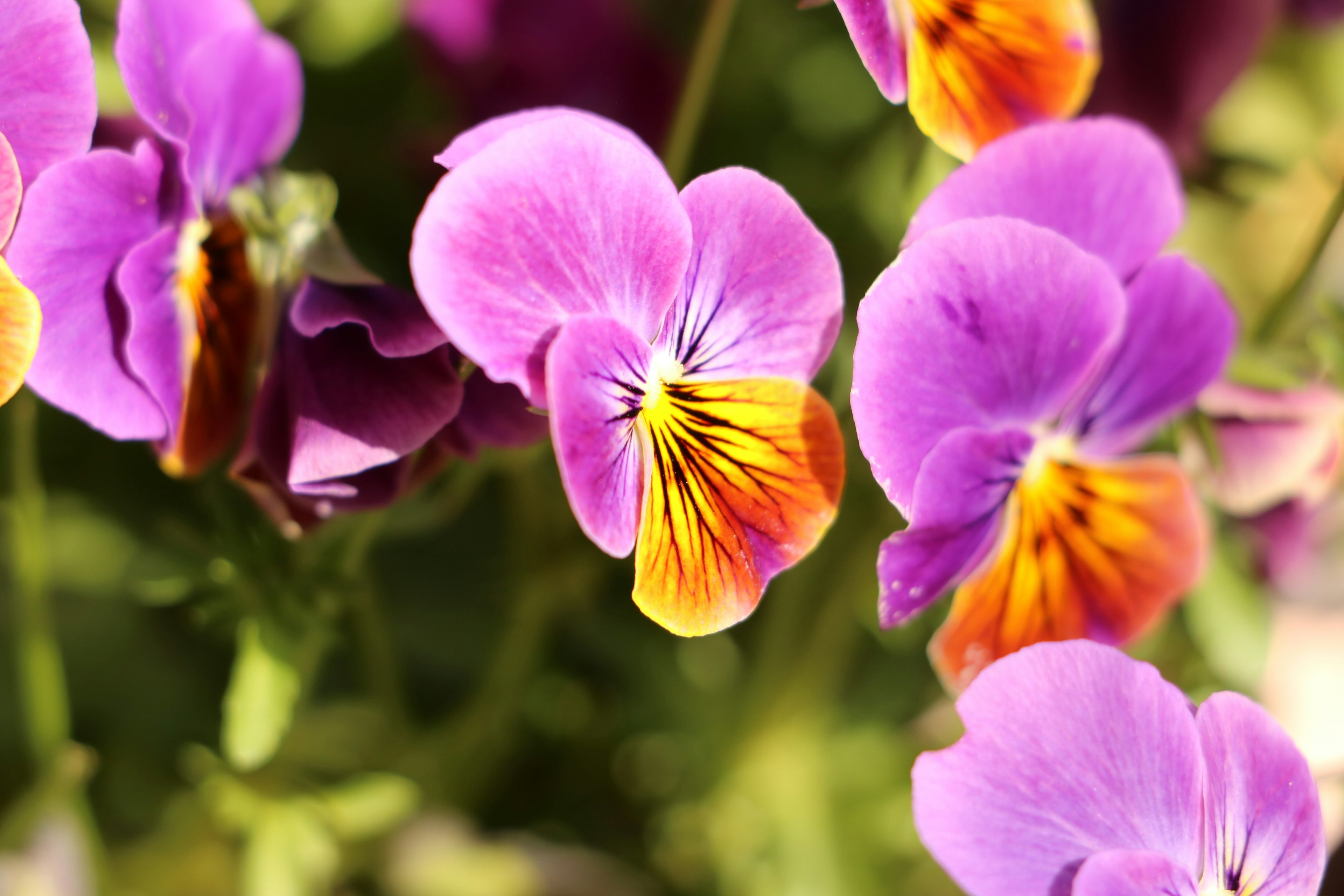 Viola flowers in vibrant purple and orange colors