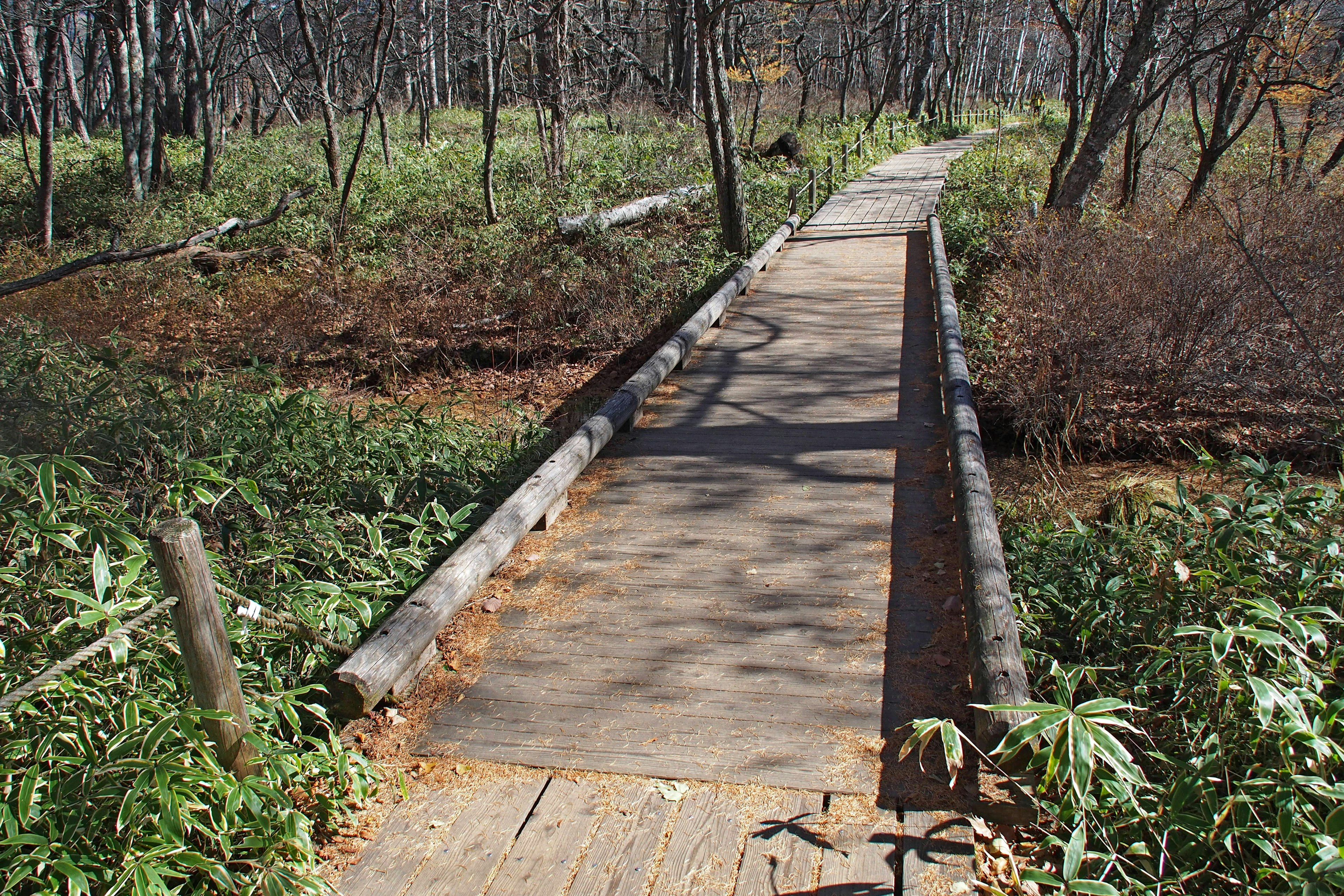 Wooden walkway surrounded by green vegetation in a forest