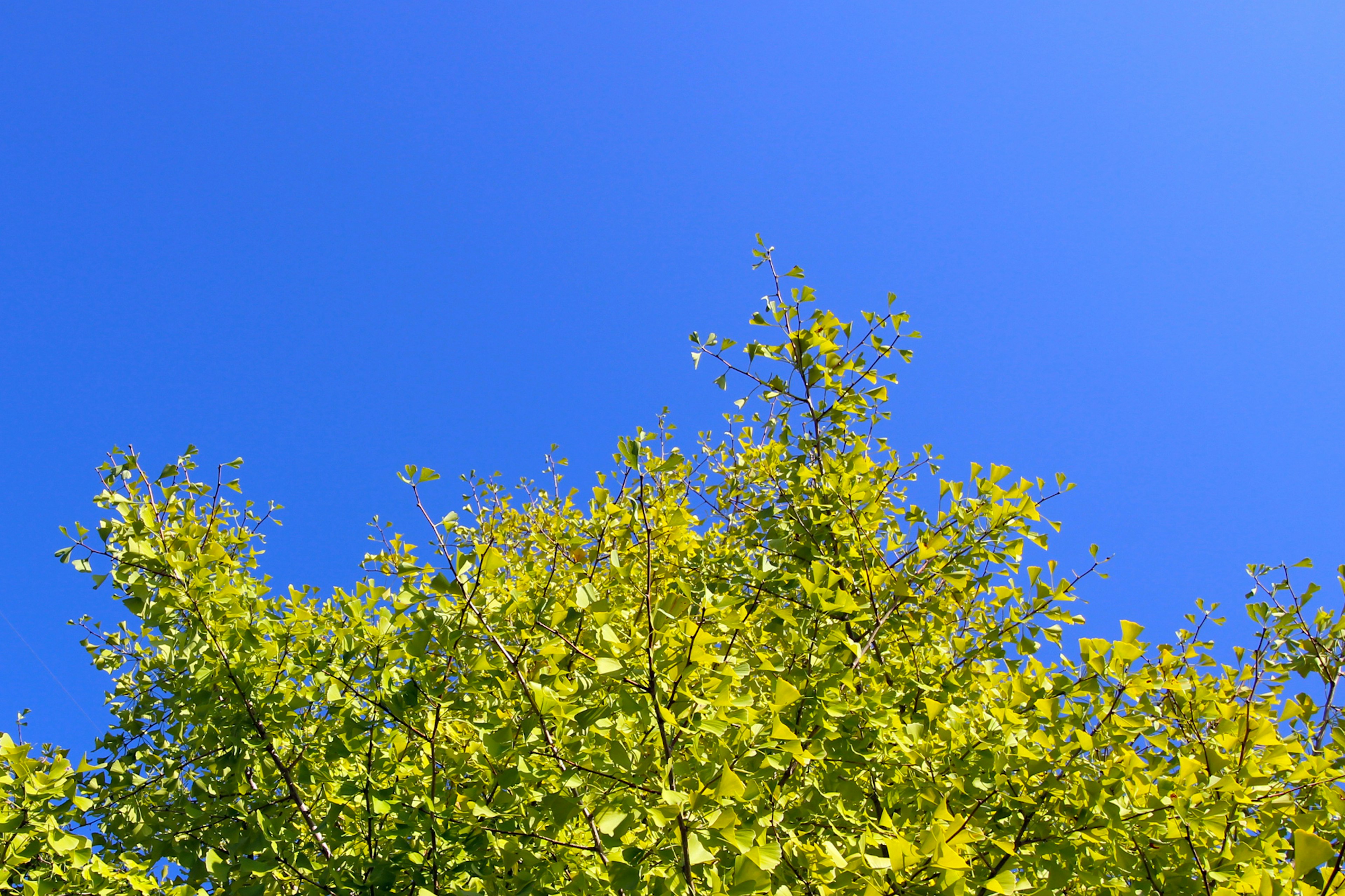 Green tree leaves against a clear blue sky