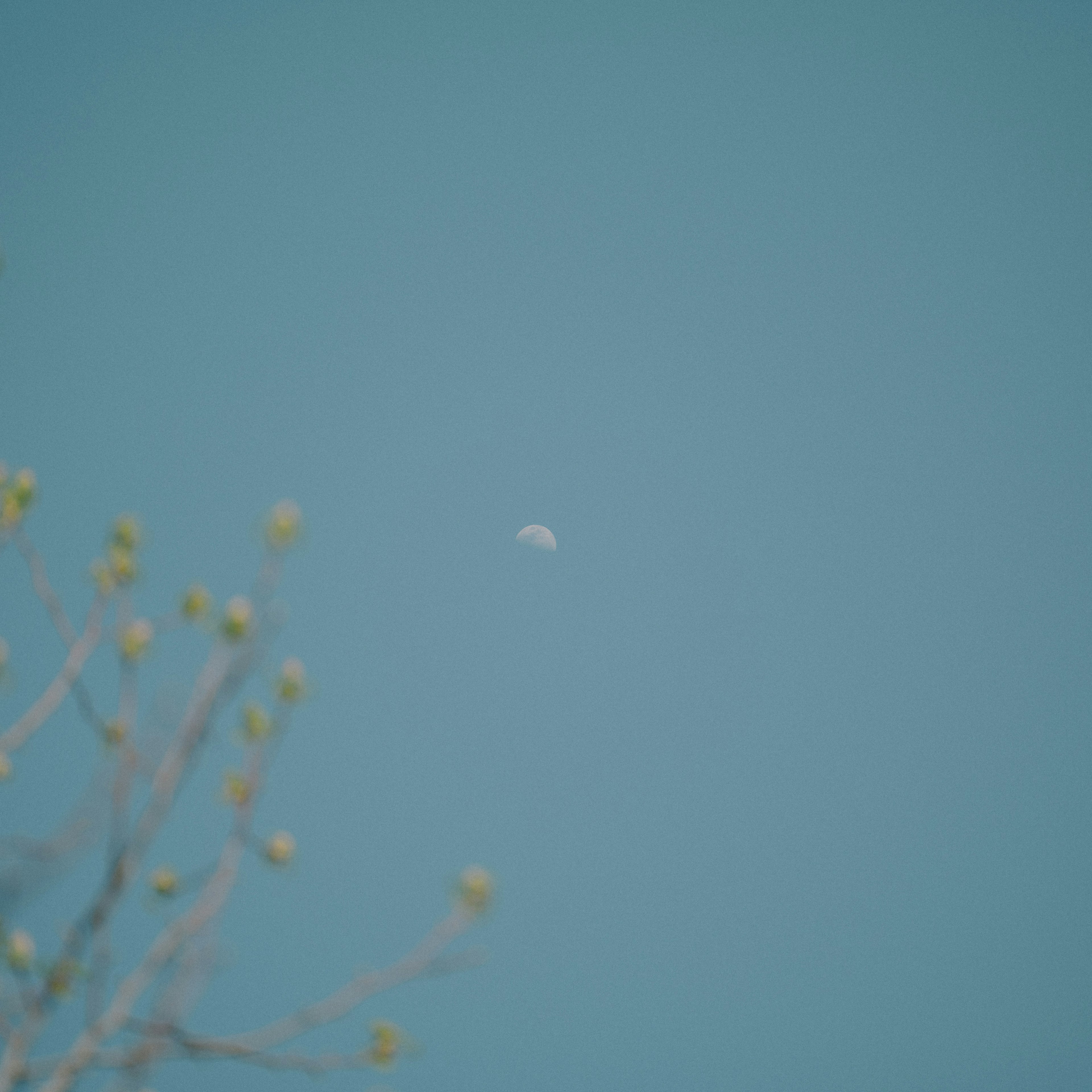 Un oggetto bianco che galleggia in un cielo blu con un ramo d'albero che presenta giovani foglie