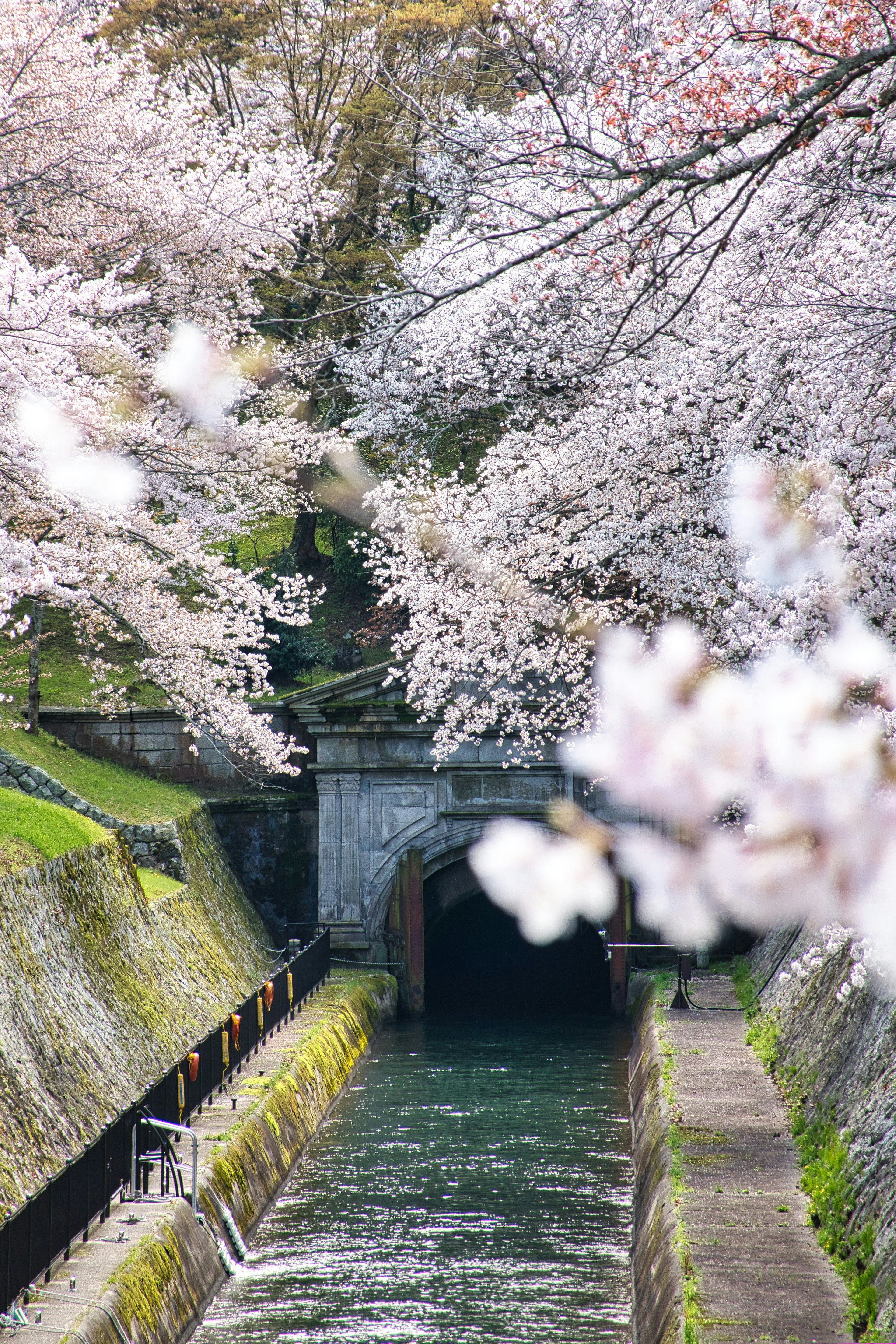 Pemandangan aliran dengan bunga sakura dan terowongan