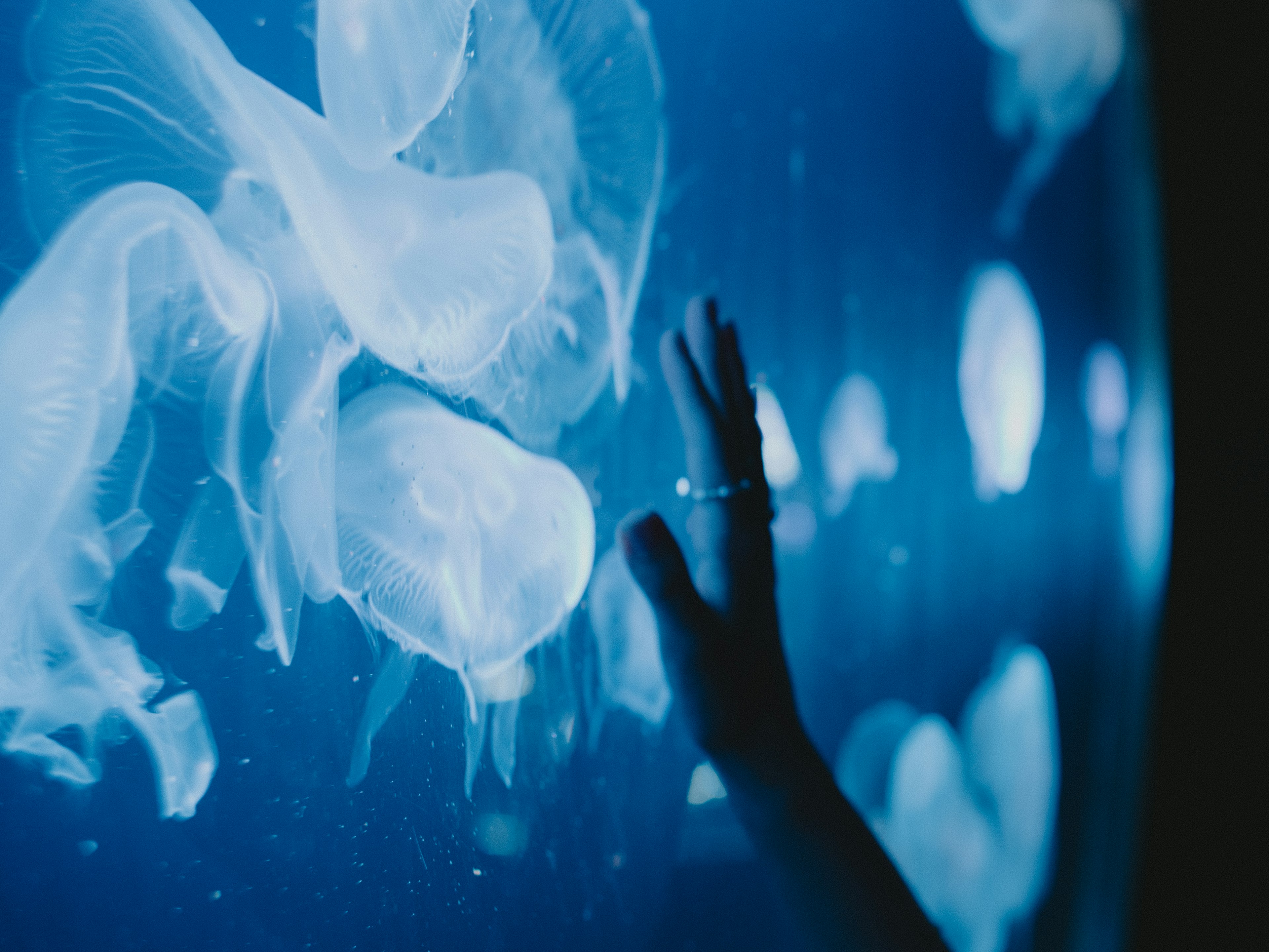 A hand reaching out to touch glowing jellyfish in a blue aquarium