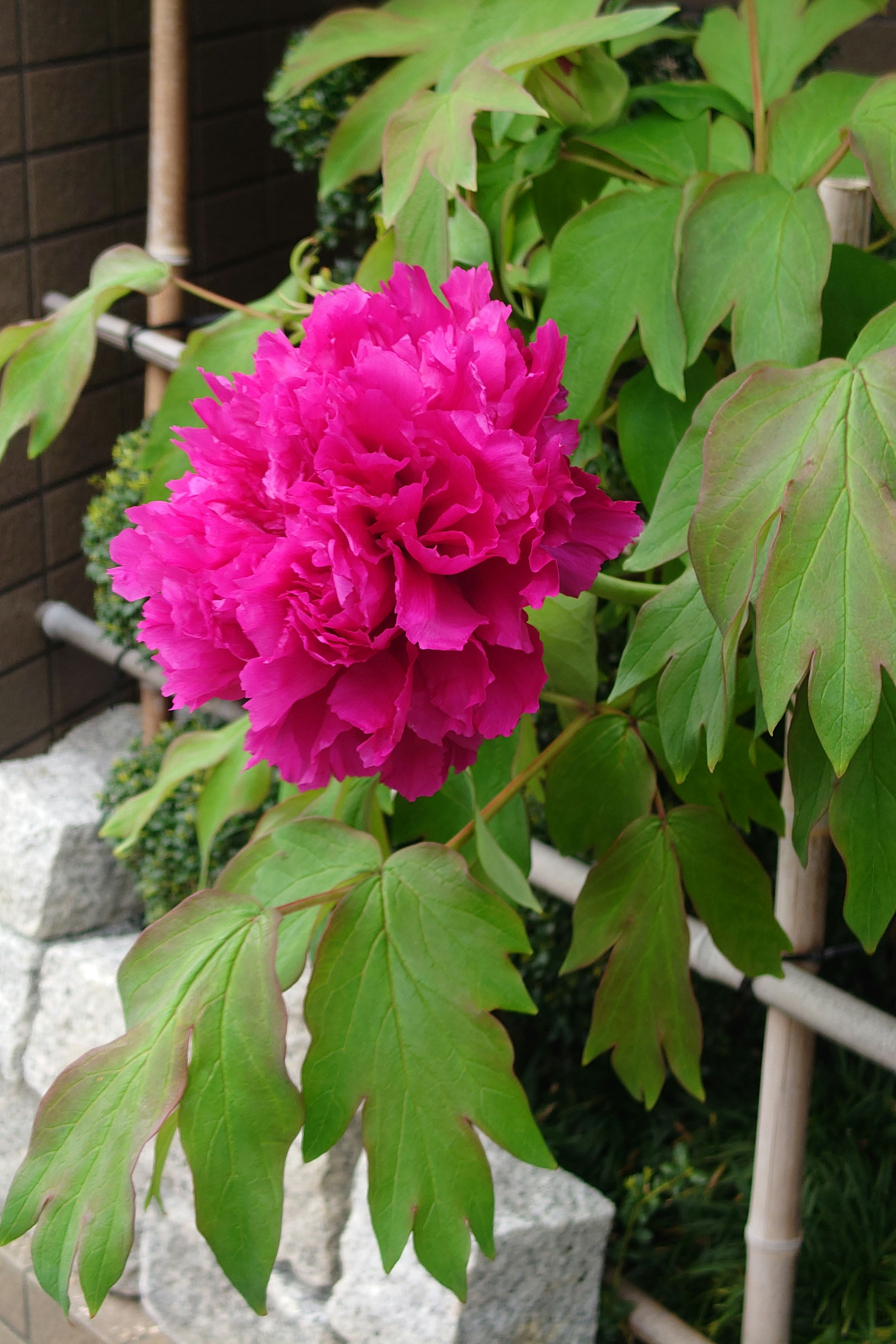 A vibrant pink flower with green leaves on a plant