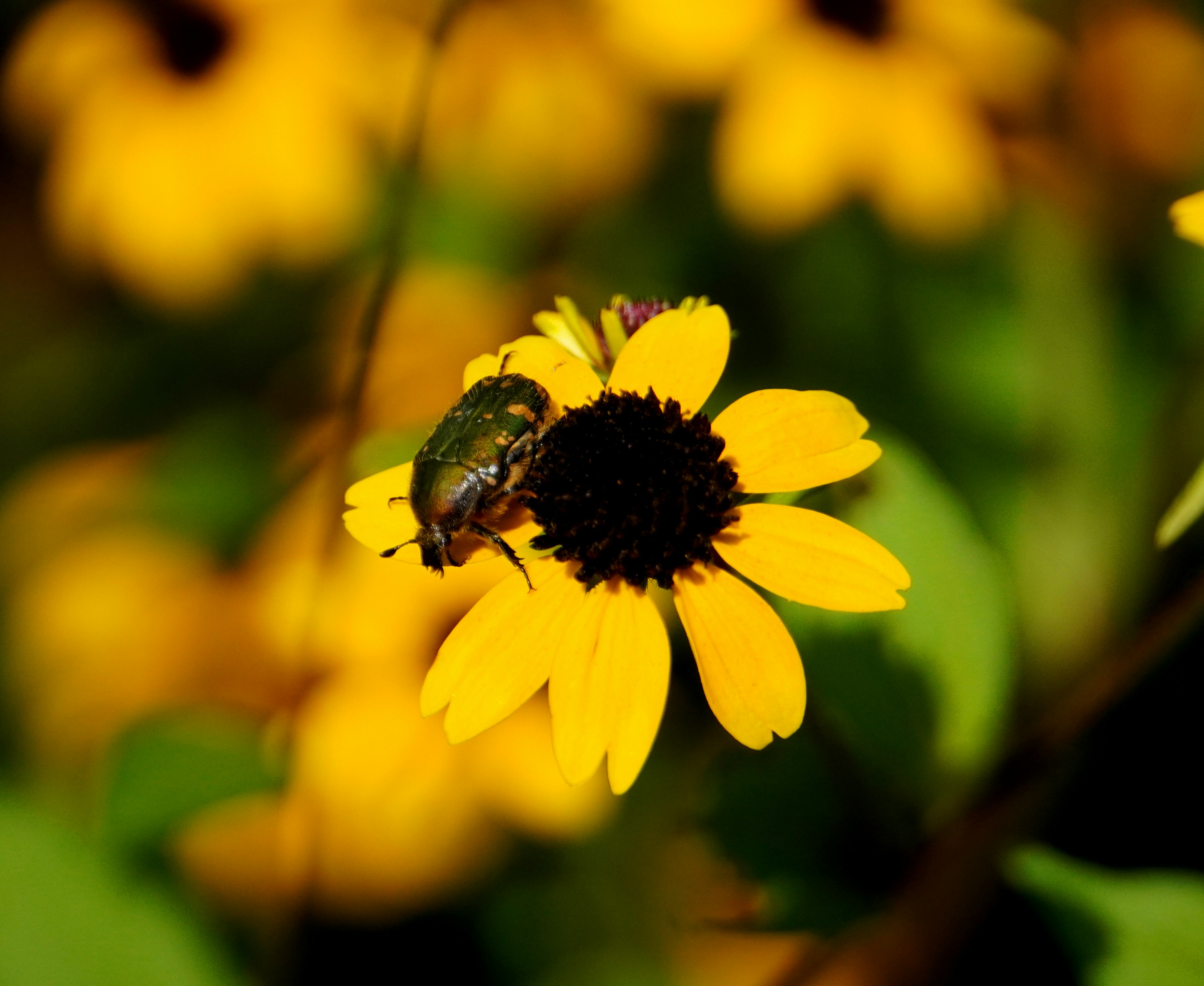 Nahaufnahme eines Insekts auf einer gelben Blume