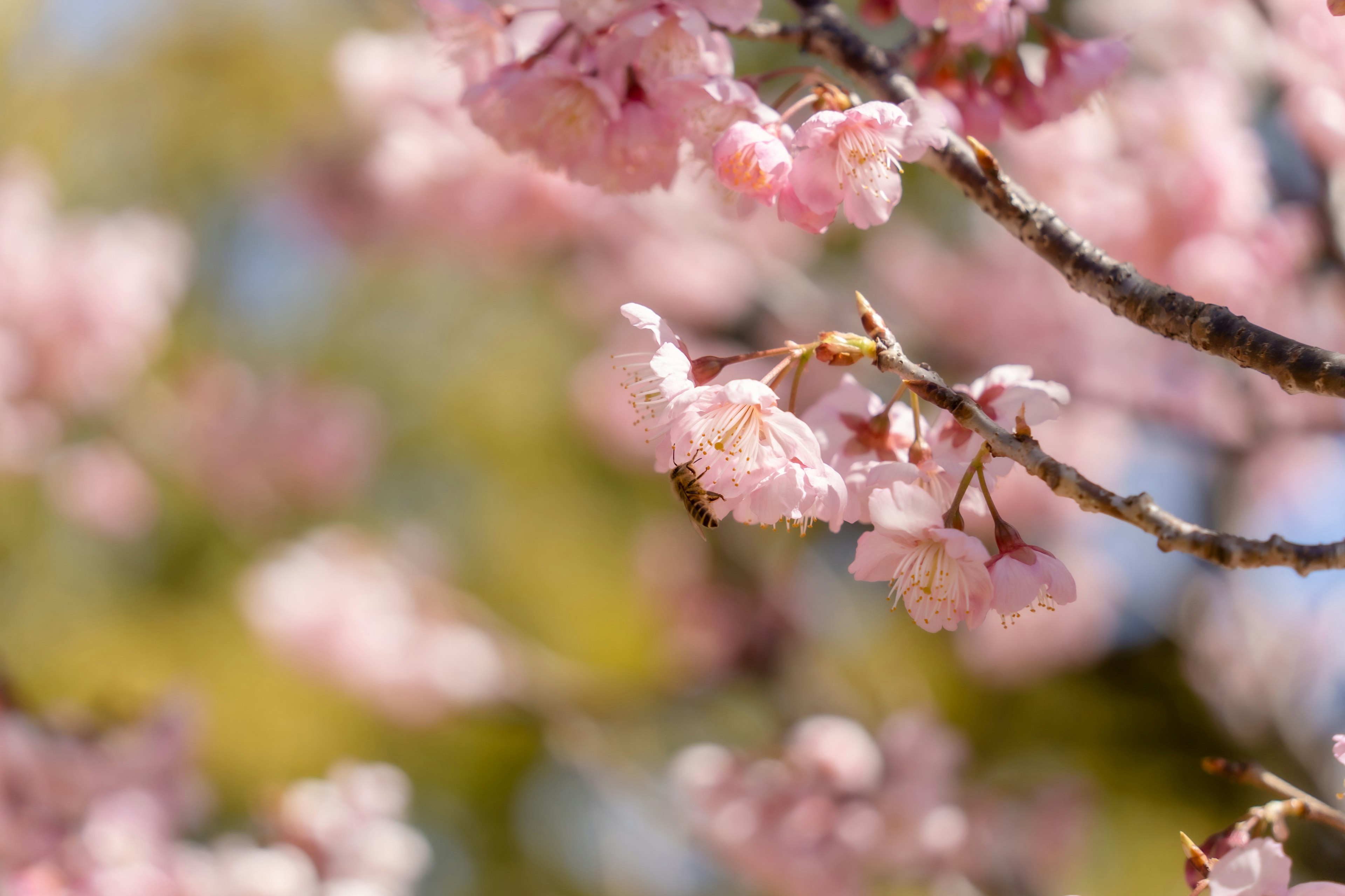 桜の花が咲いている枝のクローズアップピンク色の花びらとぼやけた背景