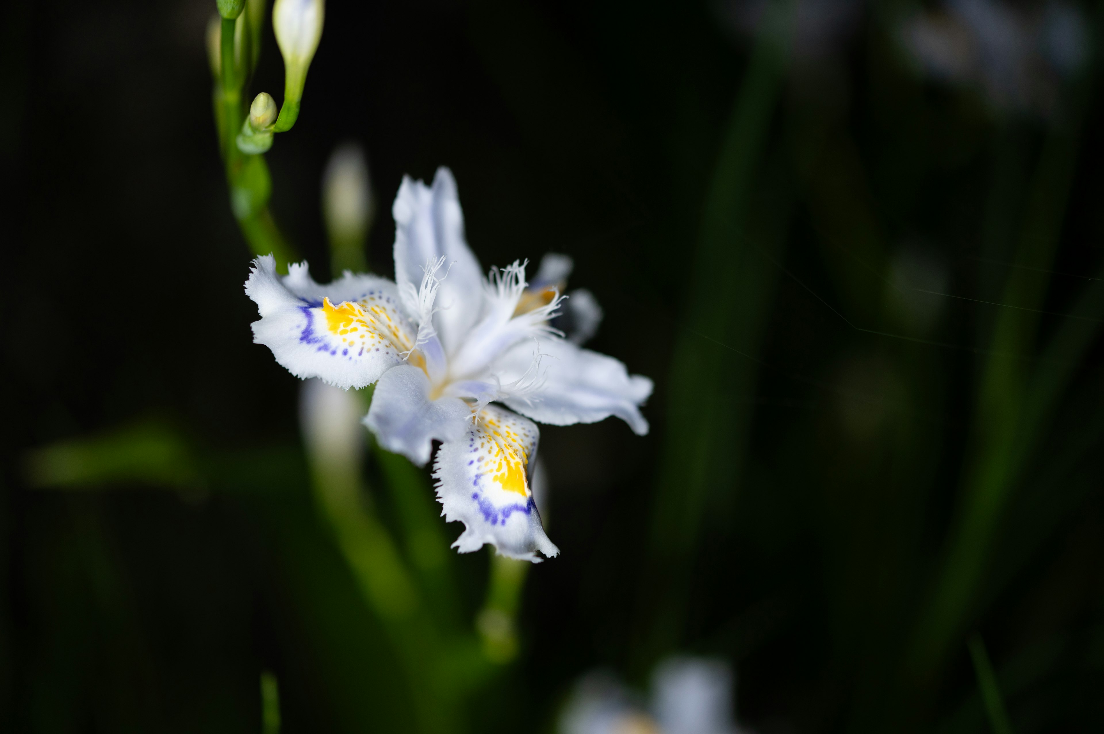 Primo piano di un fiore bianco con segni gialli e viola