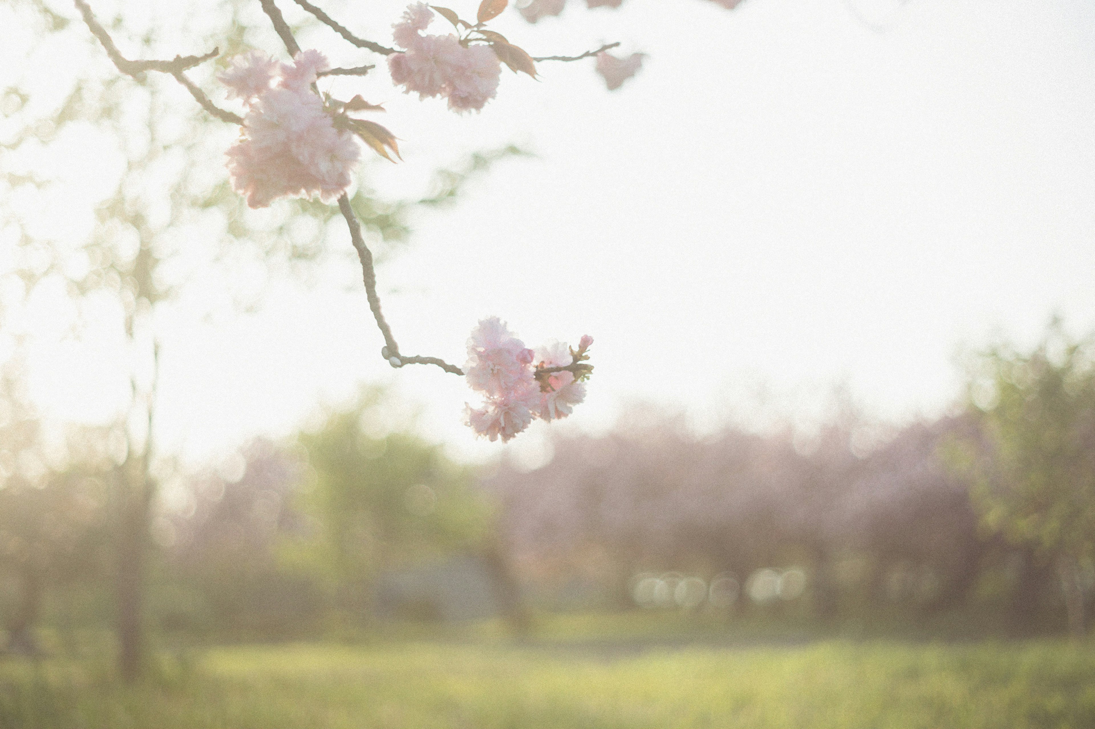 Sanfte Licht in einer Frühlingslandschaft mit blühenden Kirschblüten