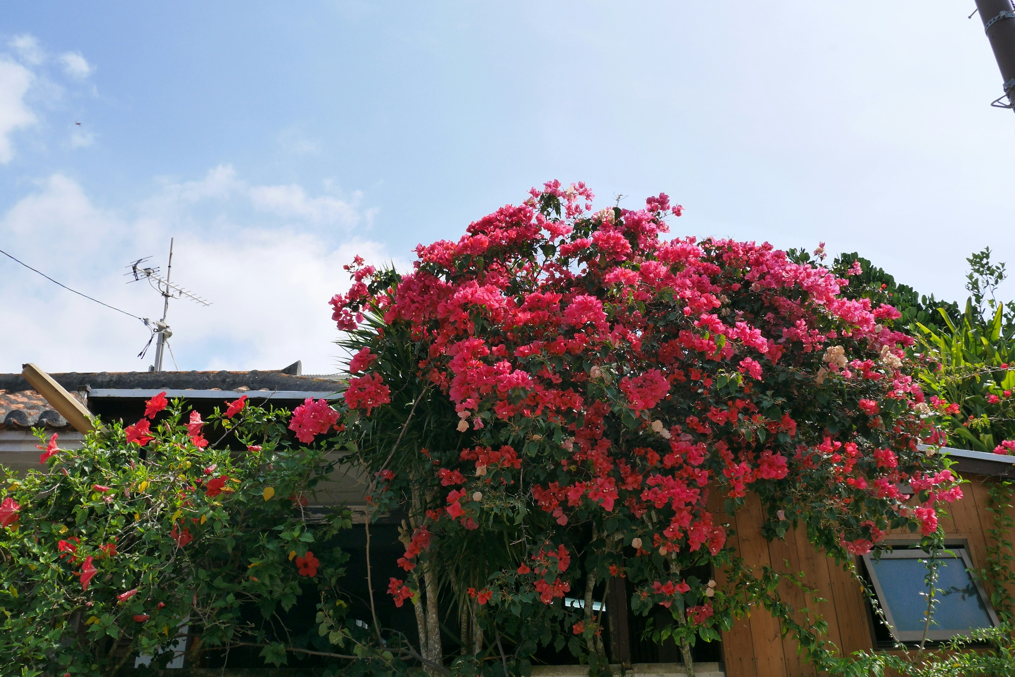 Cây bougainvillea hồng rực rỡ dưới bầu trời xanh trong